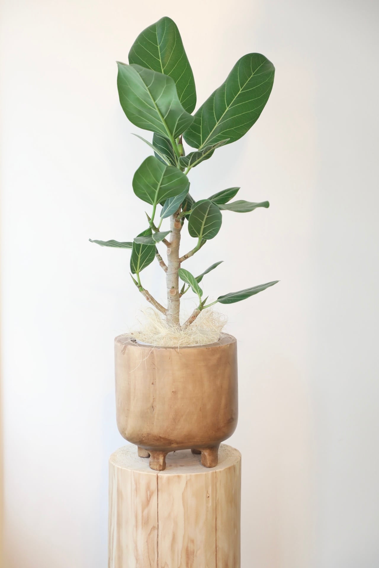 フィカス ベンガレンシス weathered white pot 142cm 【公式通販】