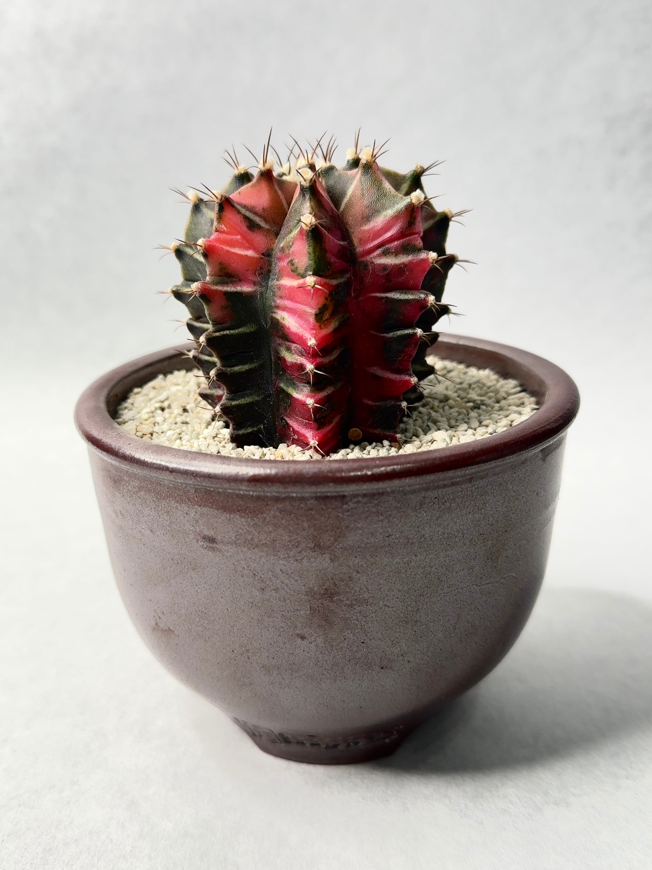 ギムノカリキウム・緋牡丹錦hyb. | trigger