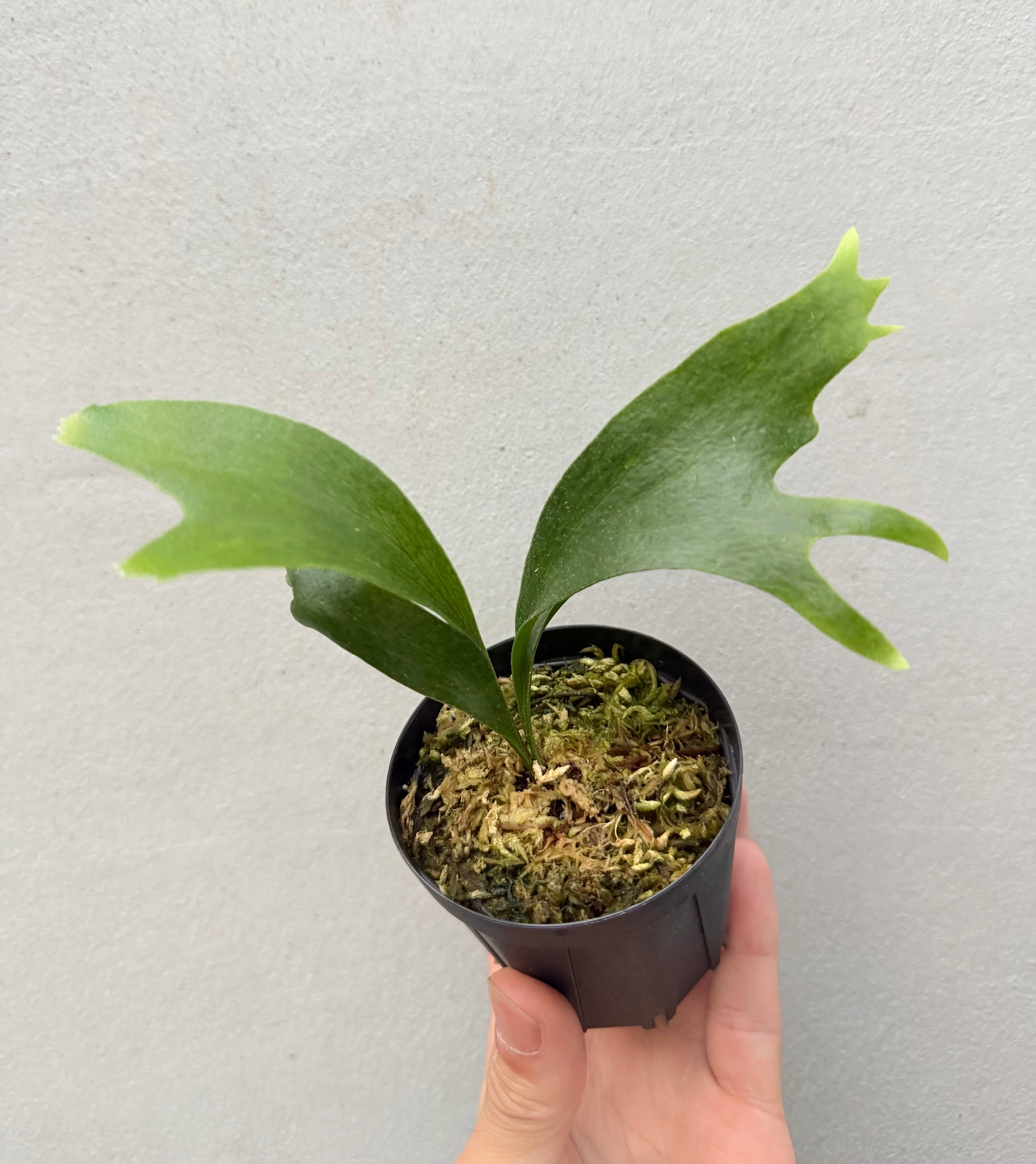 c) P. hillii 'Rod Pattison' (RP) spore grown ② ビカクシダ ヒリー
