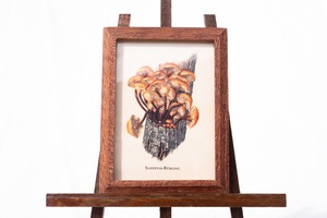 ちいさな博物画-Samtfußrüblinge(群生する榎茸)