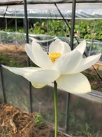 白光蓮・苗(肥料付き)