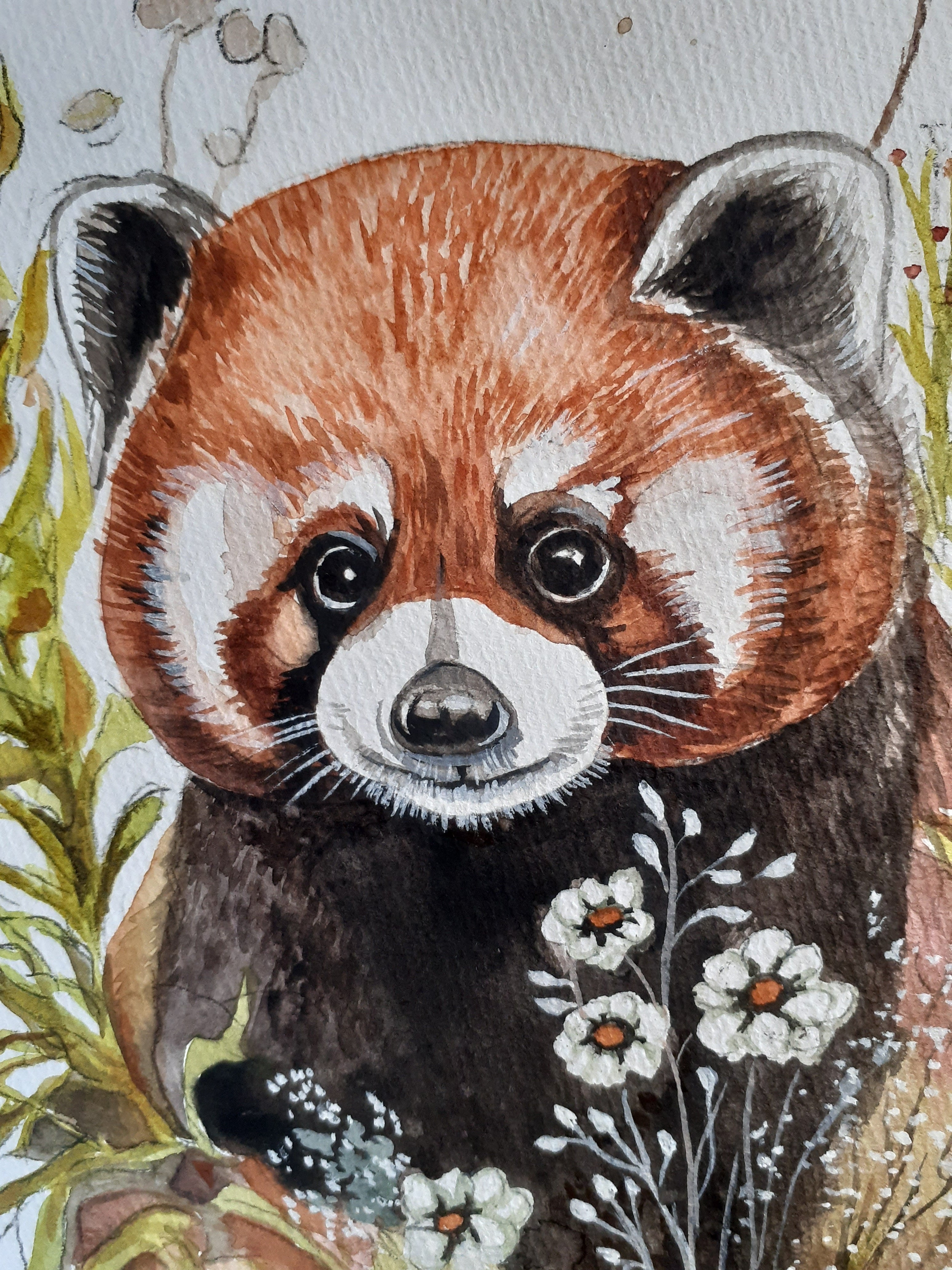 水彩画 レッサーパンダ | 工房 和み