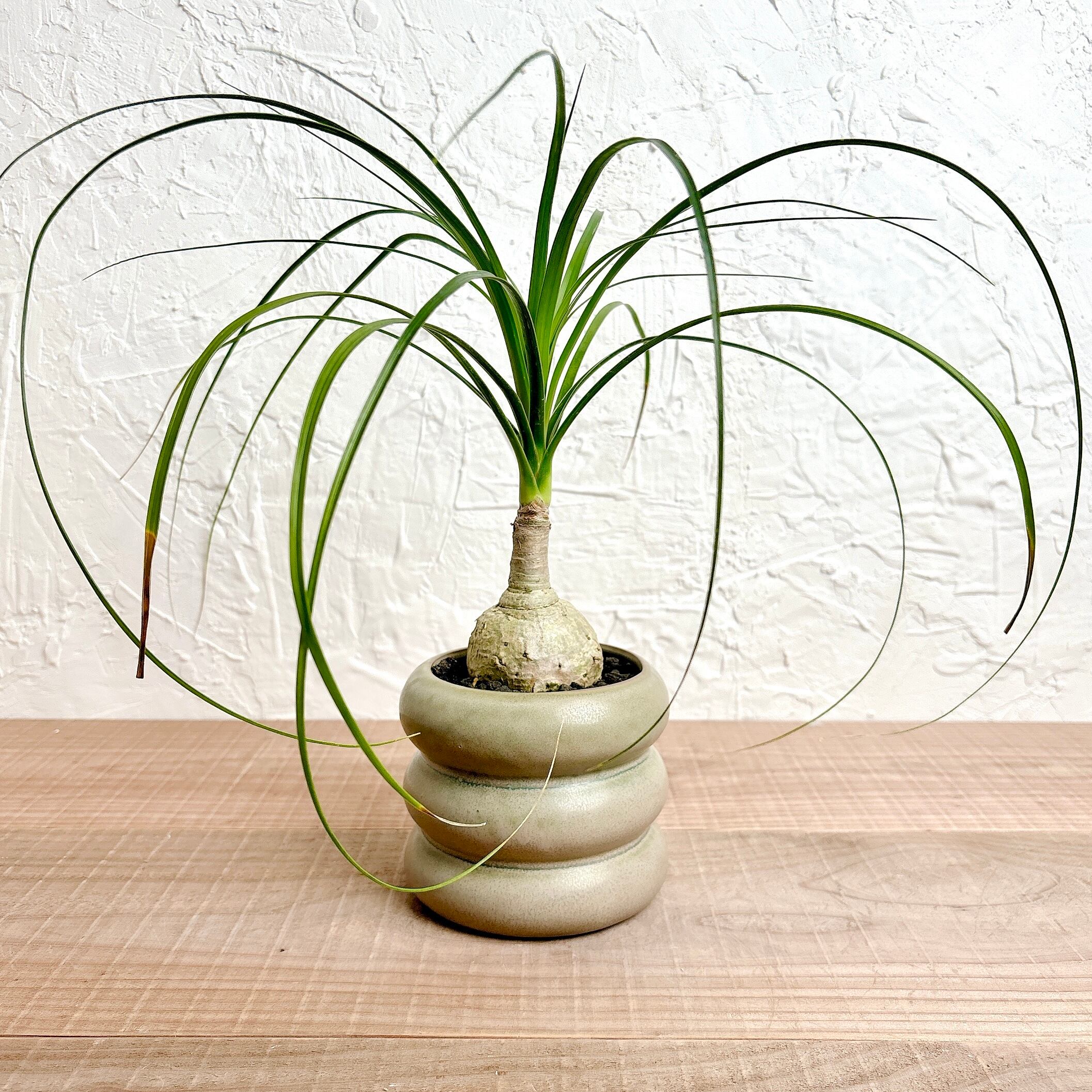 トックリラン (ノリナ ポニーテール) | yu25plants トックリラン (ノリナ ポニーテール) | yu25plants