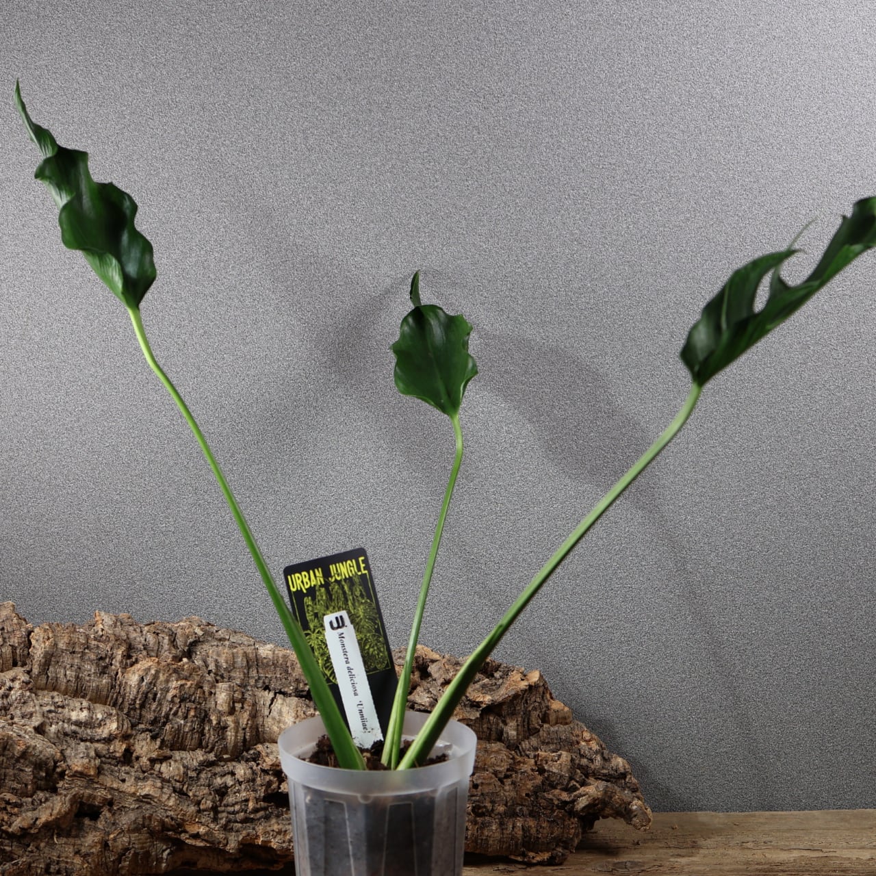 Monstera Unniiae モンステラ　デリシオーサ ウンニアエ 838『urban jungle Monstera deliciosa 'Unniiae'』観葉植物 一点もの