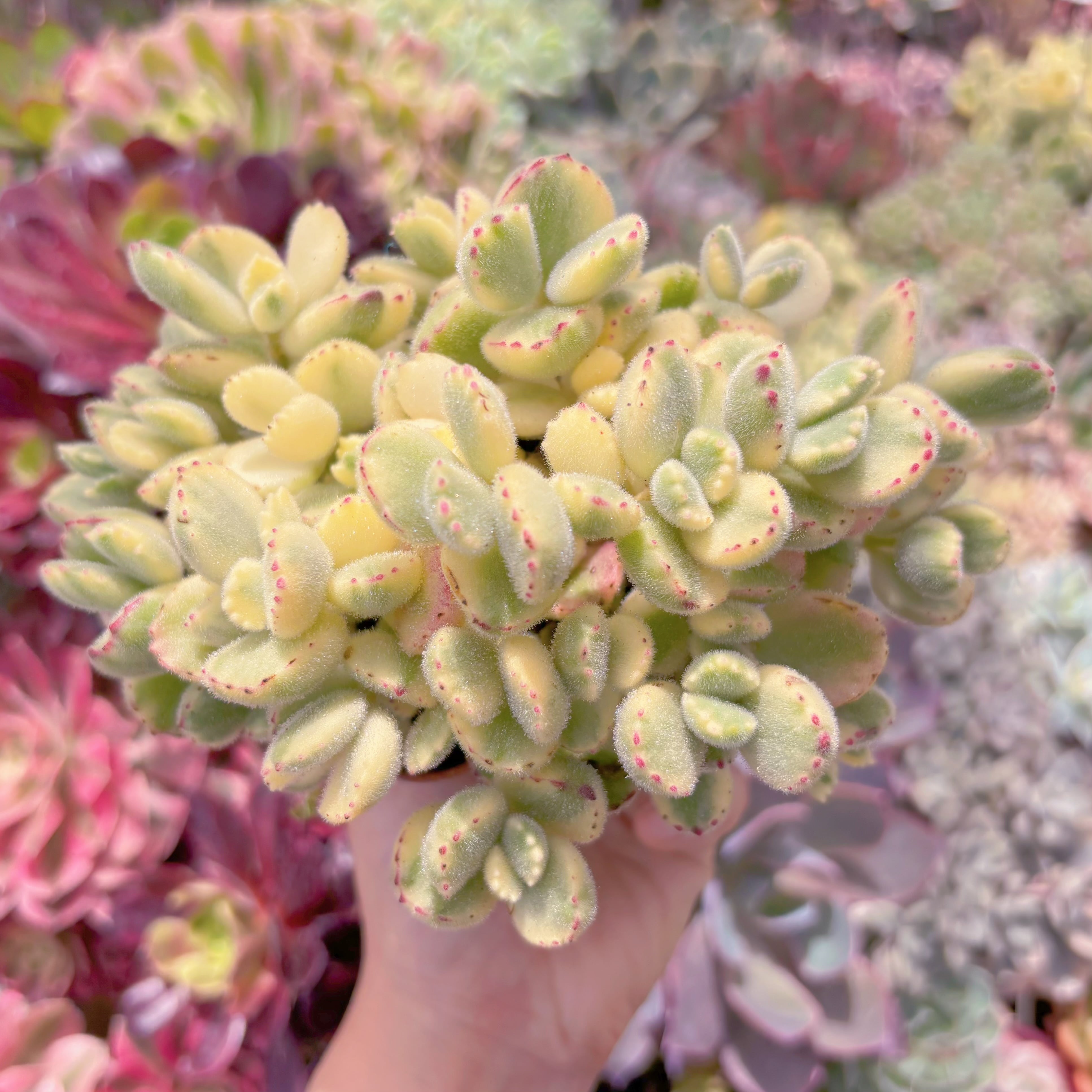 現品　白熊#F077　るる農園