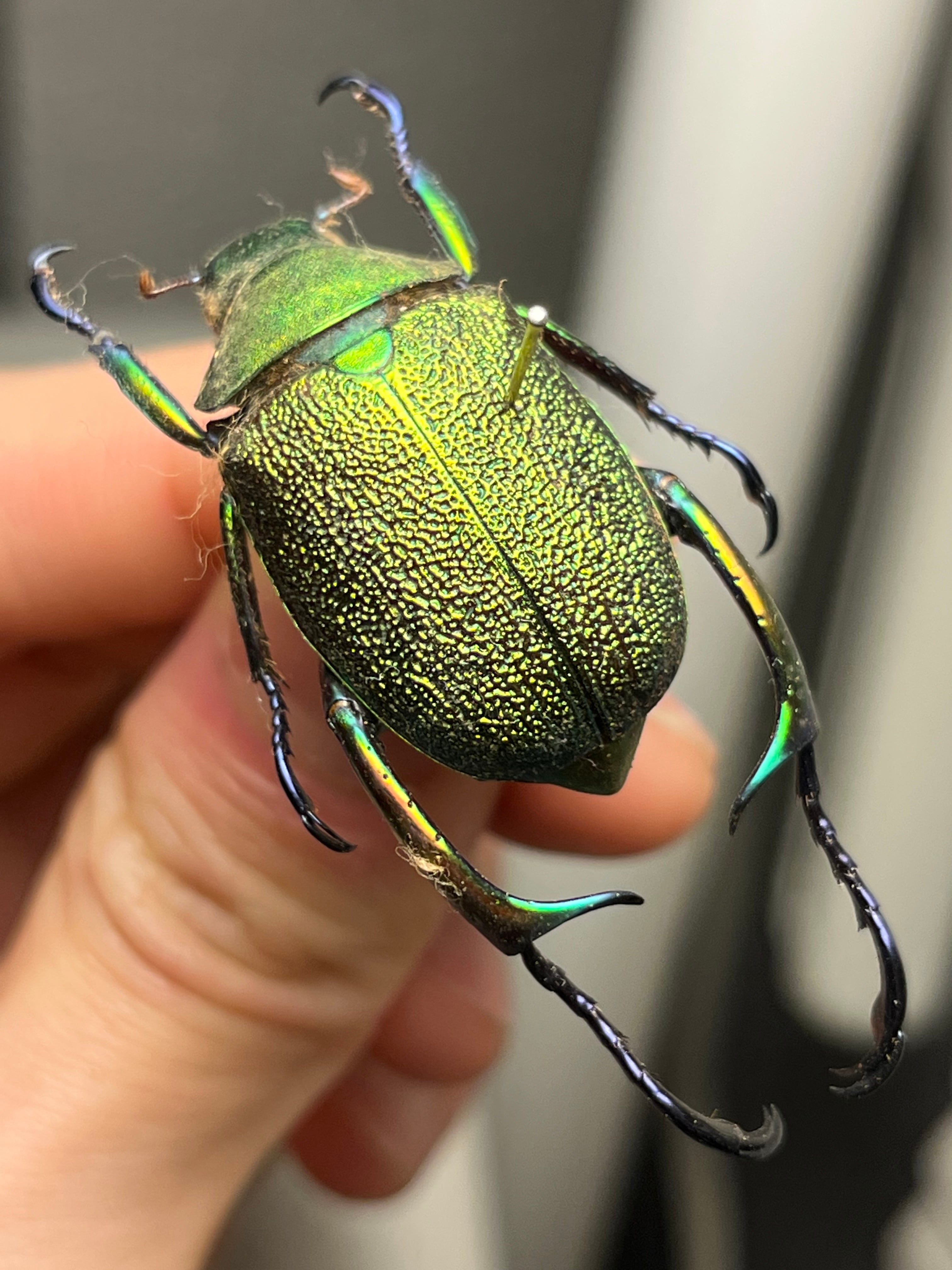 32mm】アシナガミドリツヤツヤコガネ 昆虫標本 プラチナコガネ