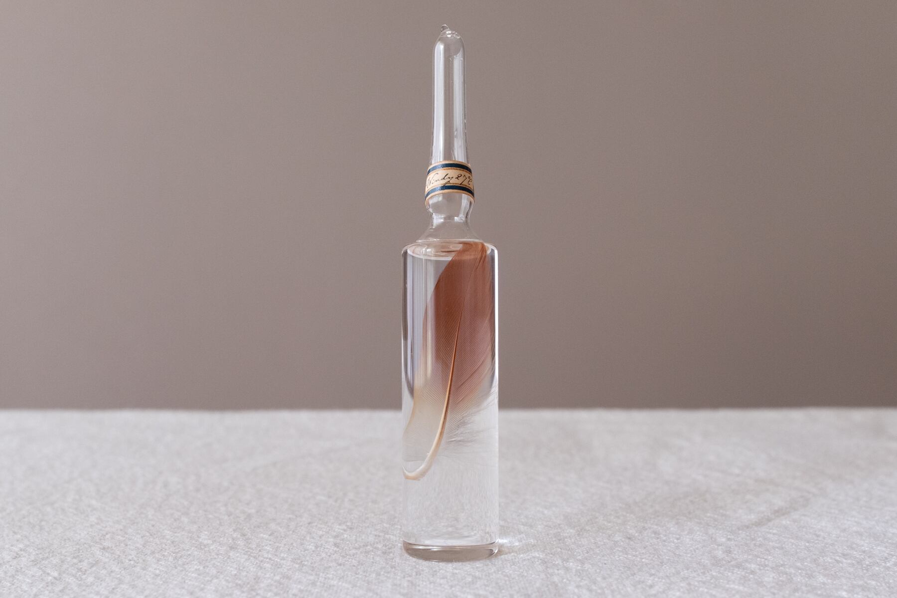 風の標本 - 羽 | ATELIER de MIOMORI｜アトリエ・ド・ミオモリ