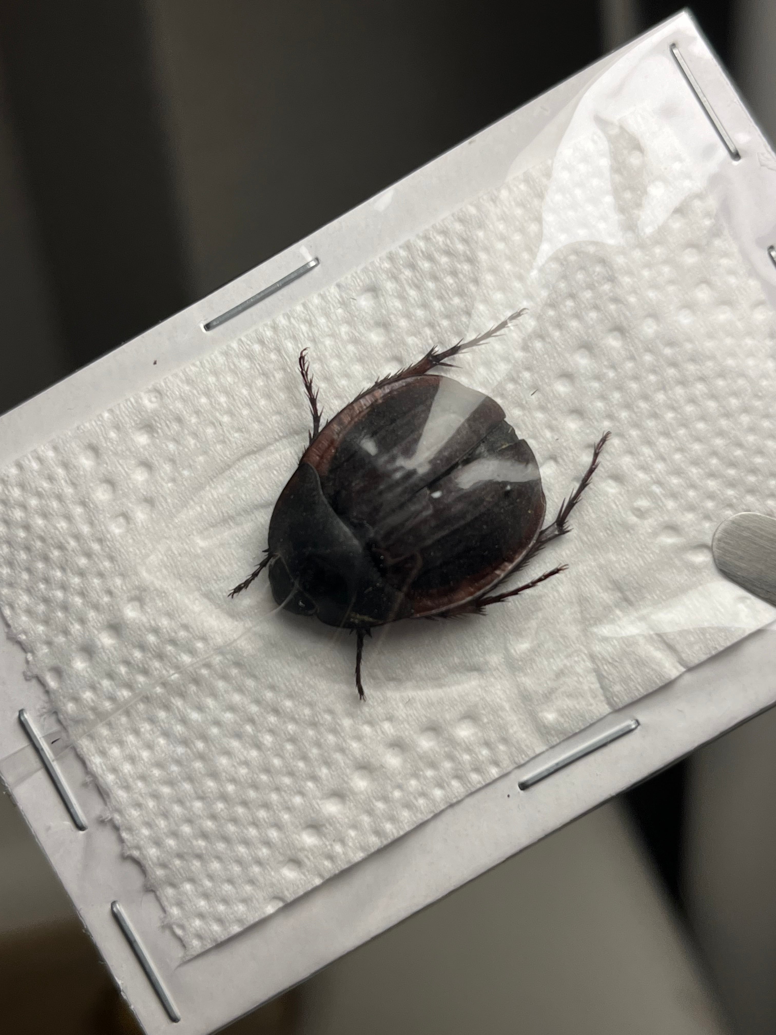 完品標本】ケンランカマキリ スパイダーマンティスレッドローチ