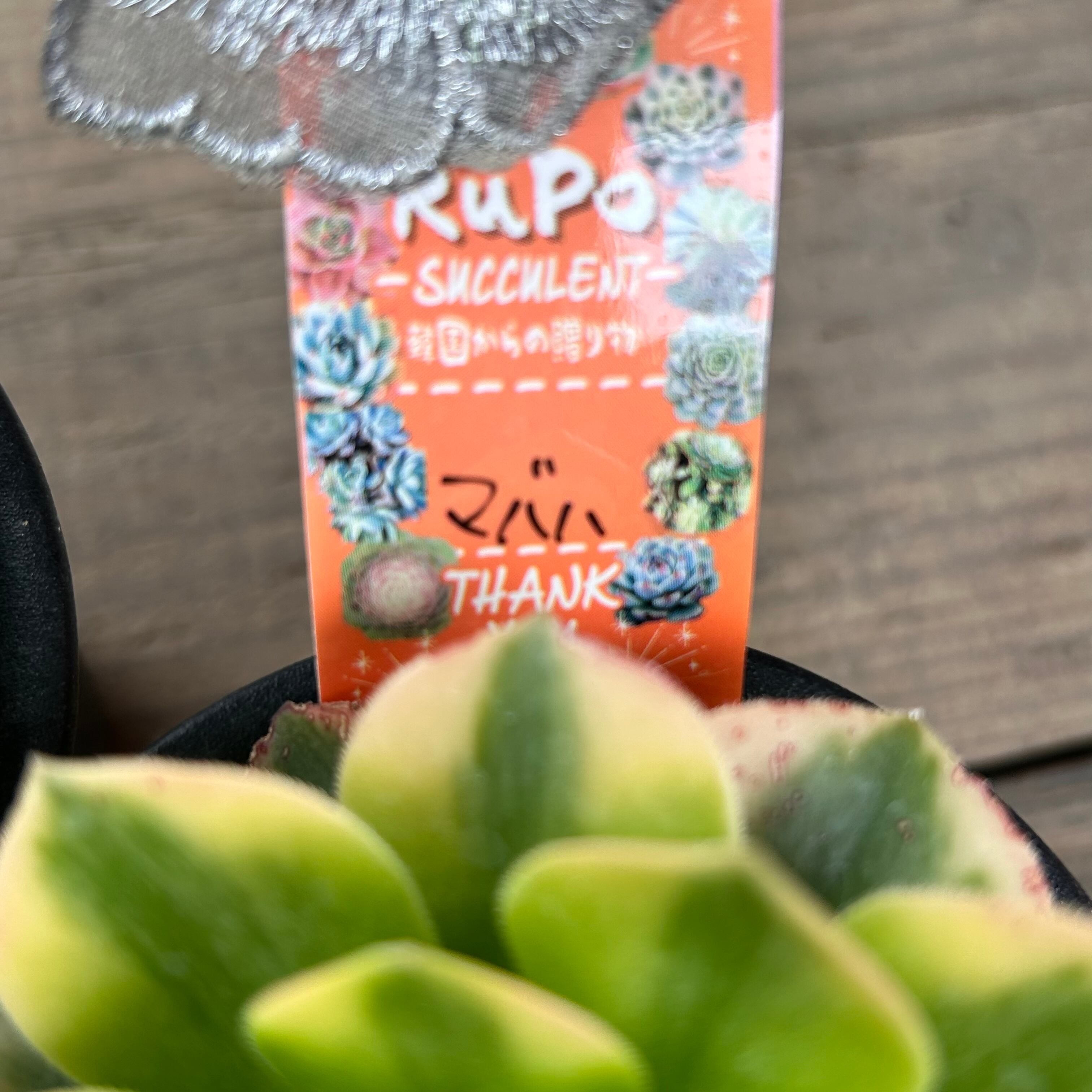 マバハ アエオニウム | RuPo 多肉植物専門店