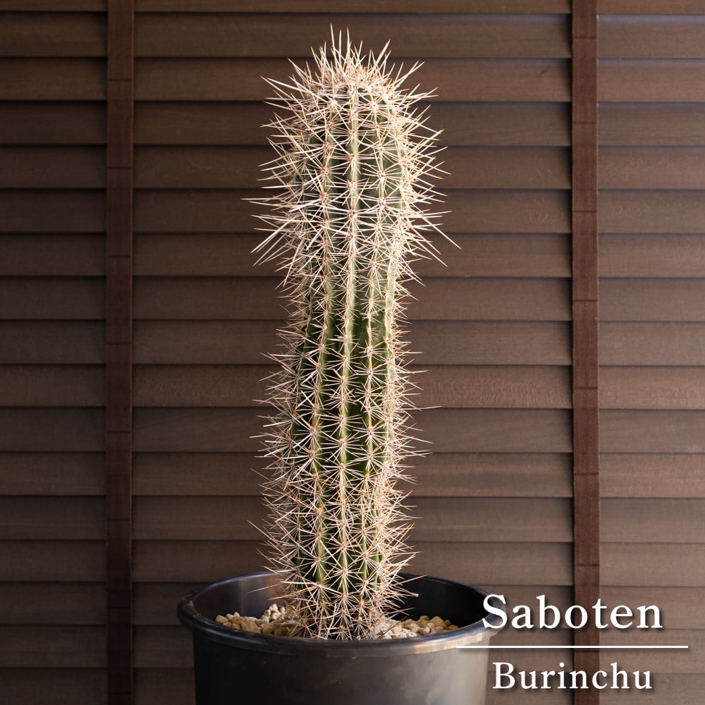 36cm】金鯱 サボテン 特大 12号 発根済 ドライガーデン 金シャチ