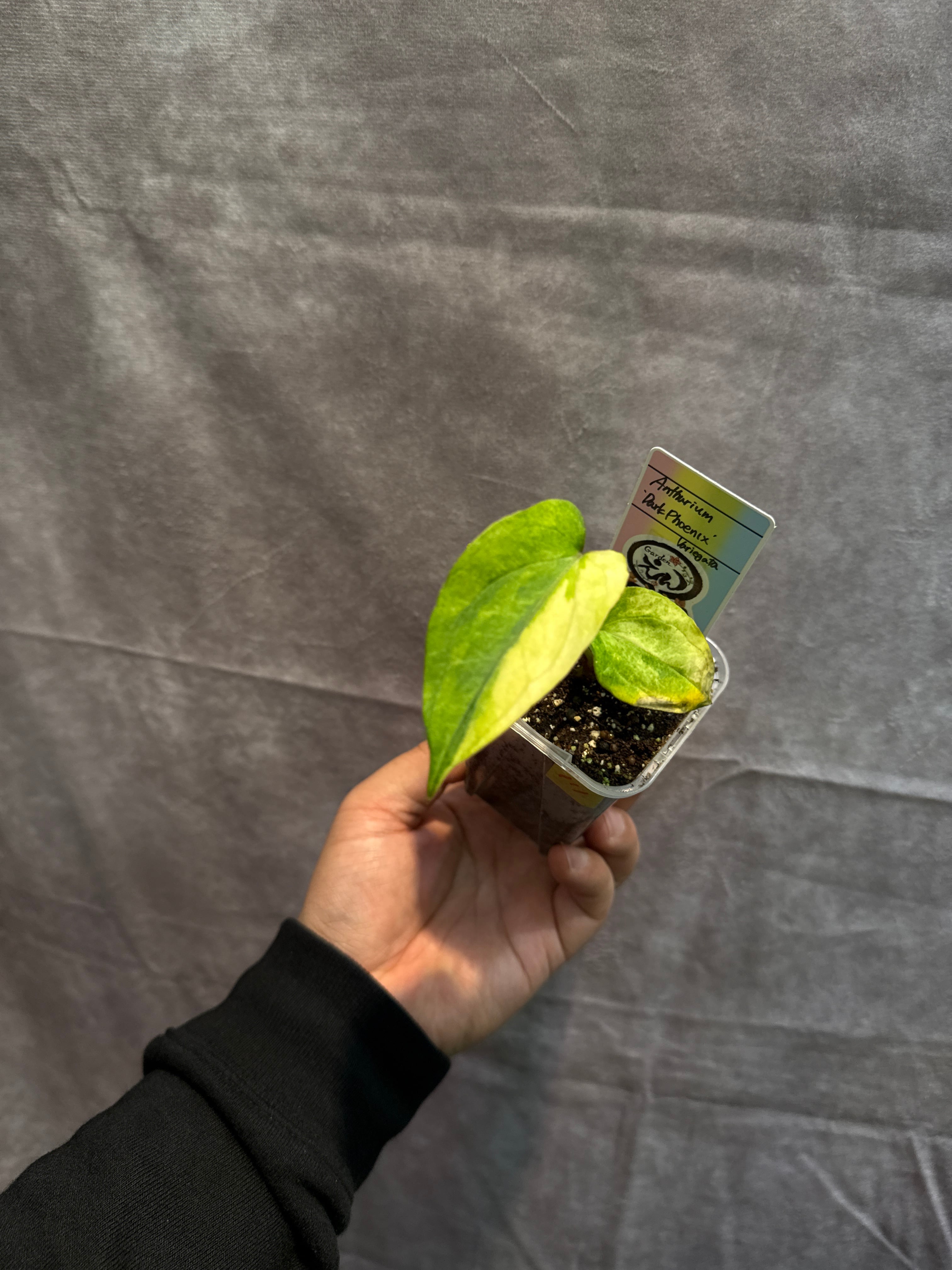 111. Anthurium 'Dark Phoenix High variegata / アンスリウム ダンク