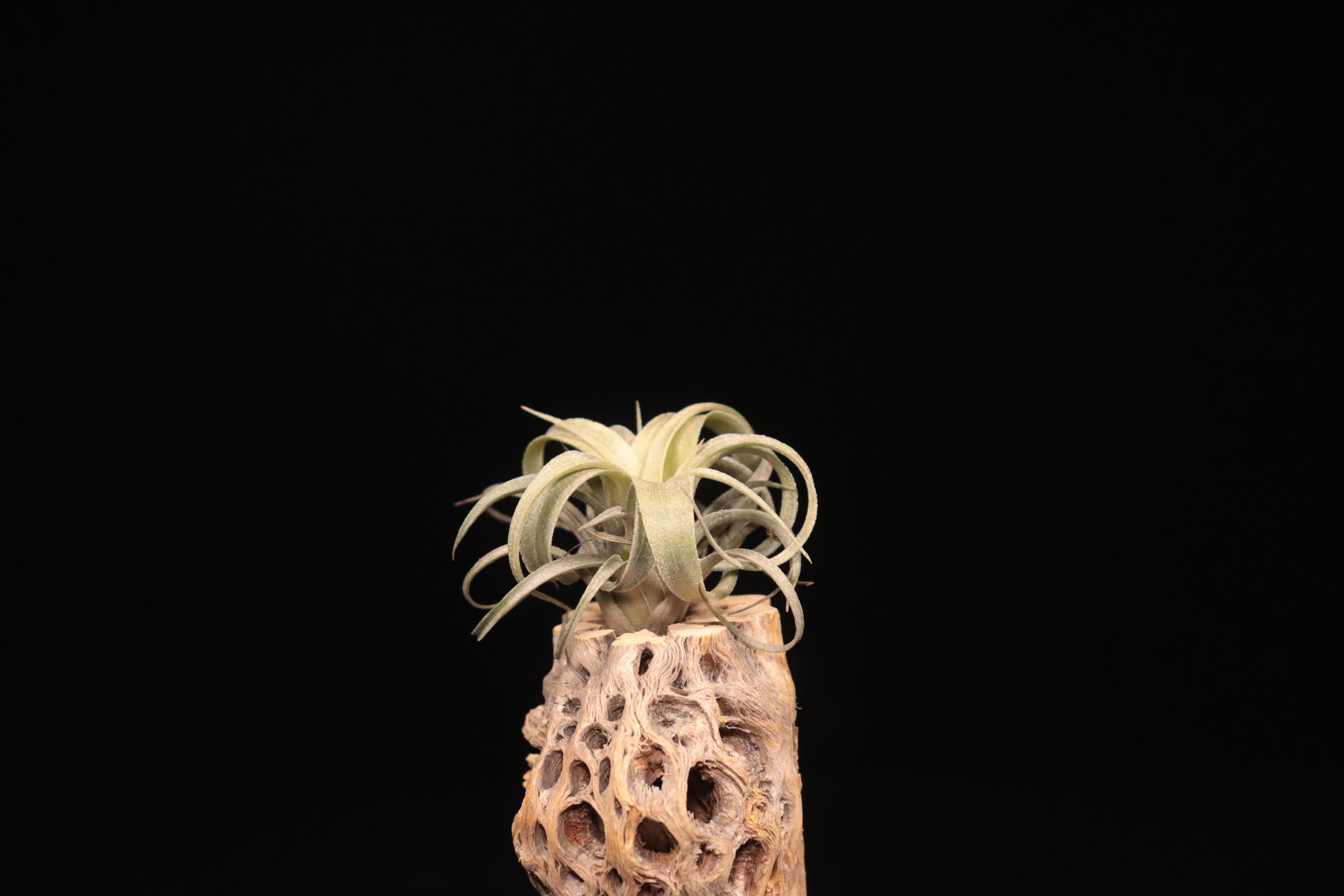 reserved】lorentziana × streptophylla 'Mexico'〔エアプランツ〕現品