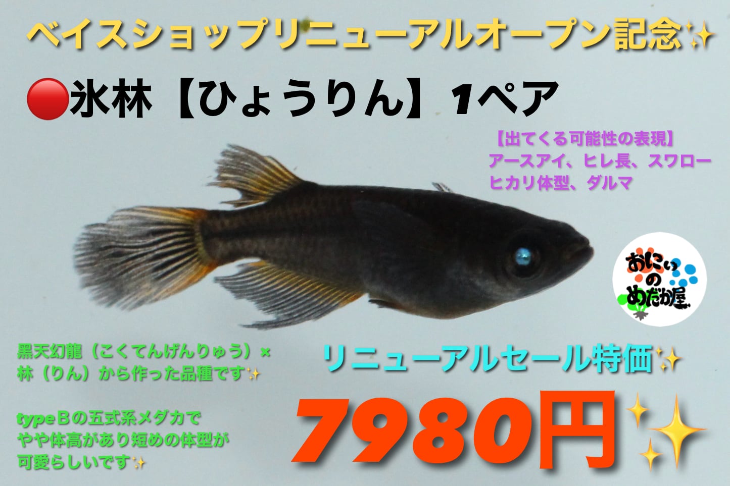 ポキ夫のめだか】来光 2ペア (普通種1ペア、ヒカリ体型1ペア)