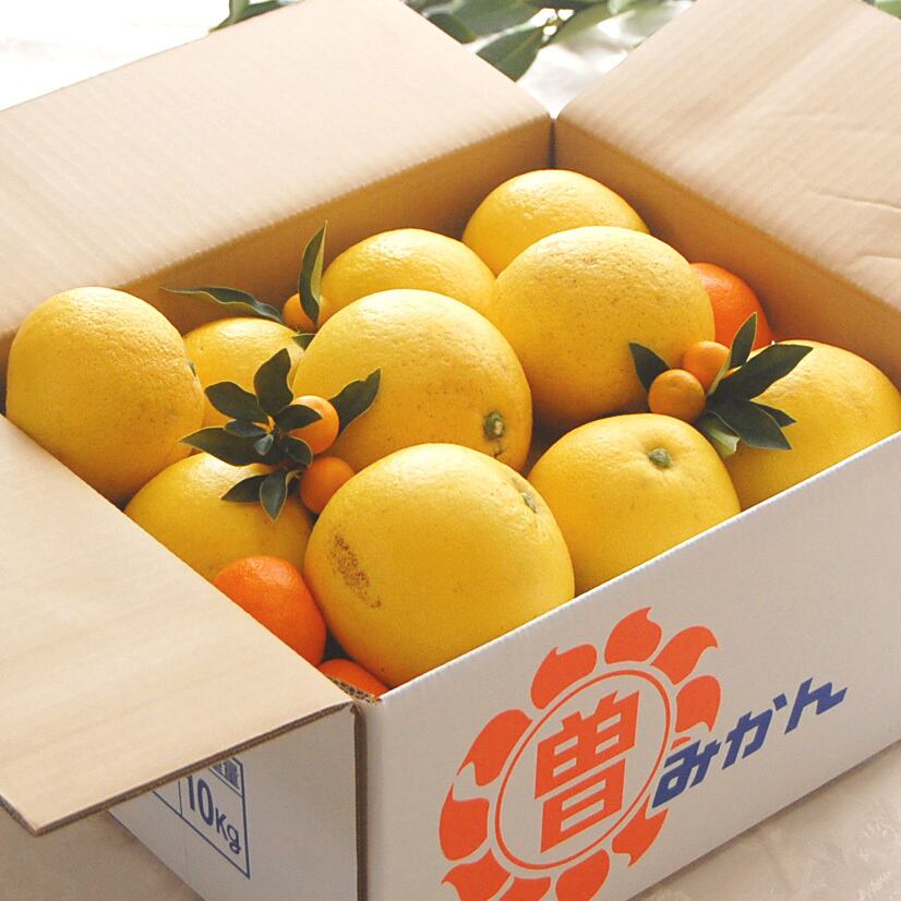 文旦　みかん　柑橘　98 完売御礼】文旦 ＋ お楽しみ柑橘 10kg | 曽根花卉 SONEKAKI