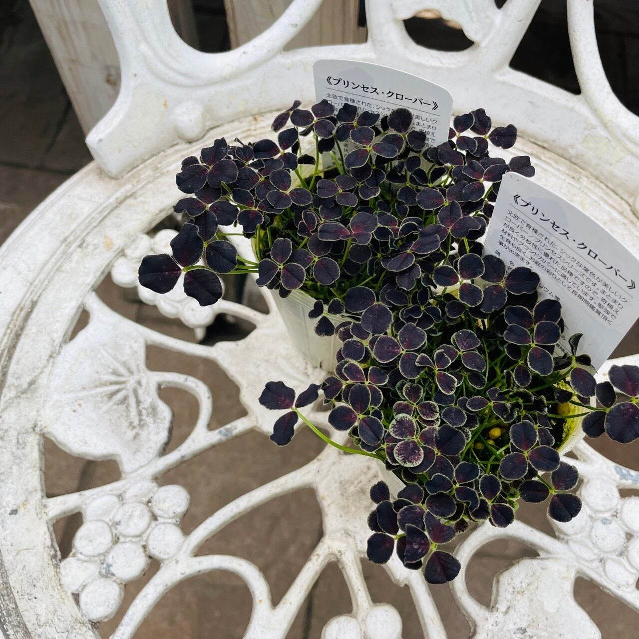 プリンセスクローバー ダークデビー トリフォリウム 寄せ植え 花壇