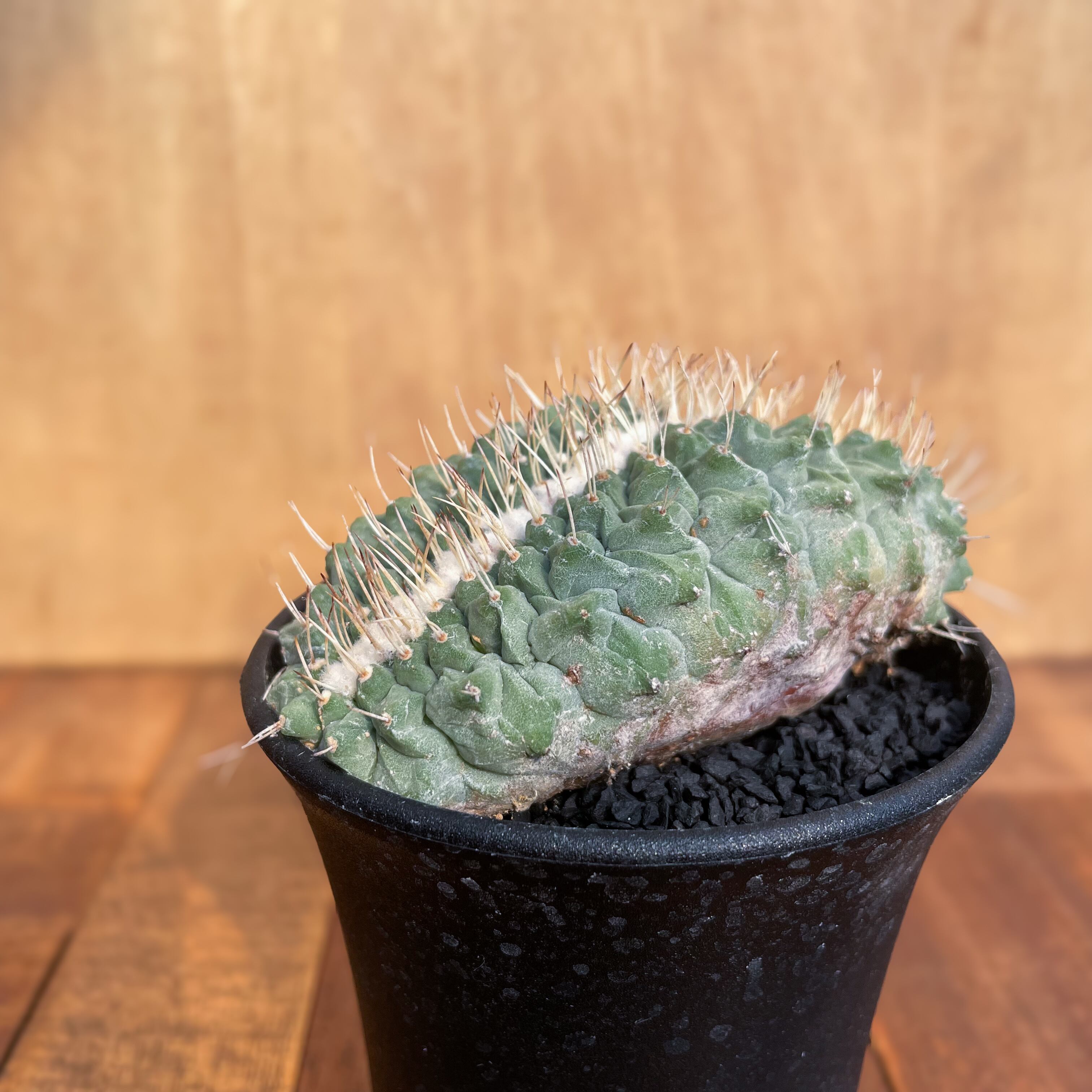 ストロンボカクタス 菊水綴化 菊水 サボテン 帝冠 花籠 ヒントニー まつっ 