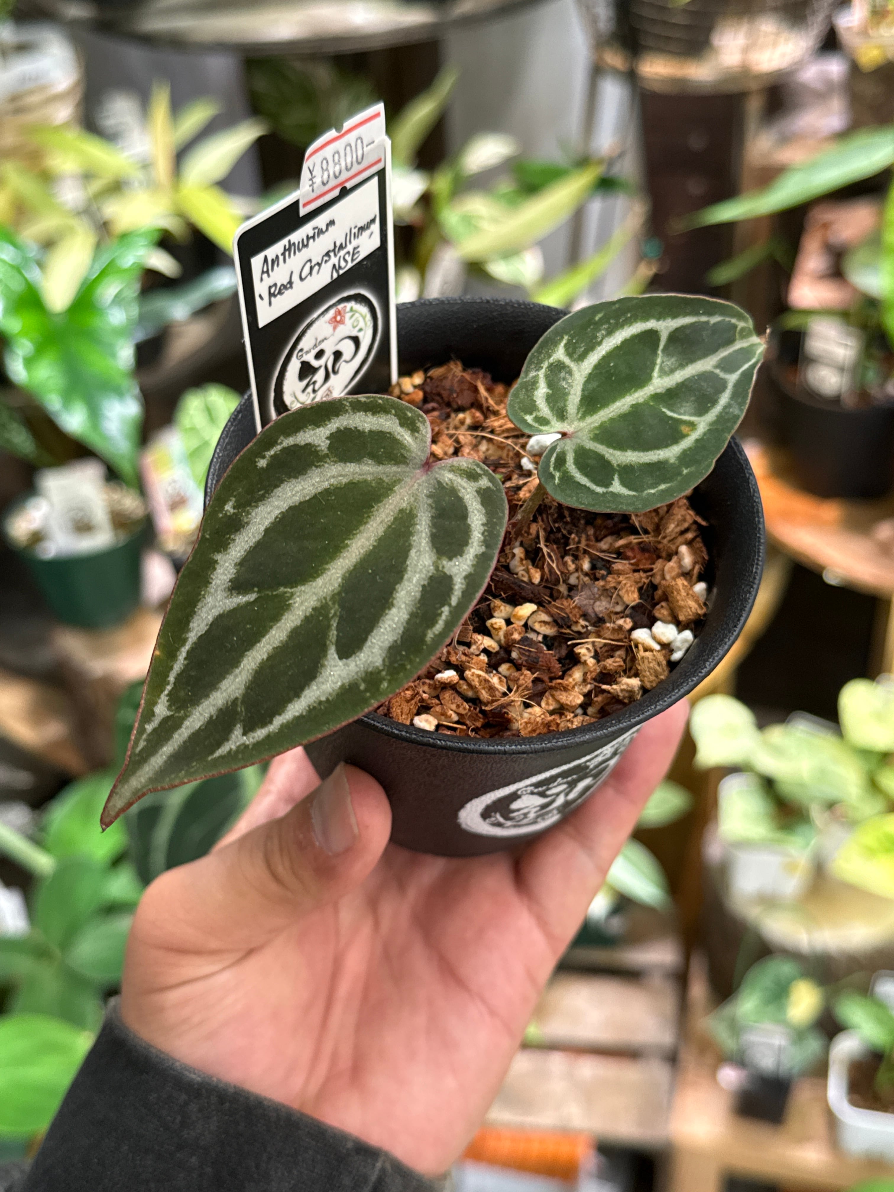 A. 'Red crystallinum NSE' | Gardenえん 【観葉熱帯植物】