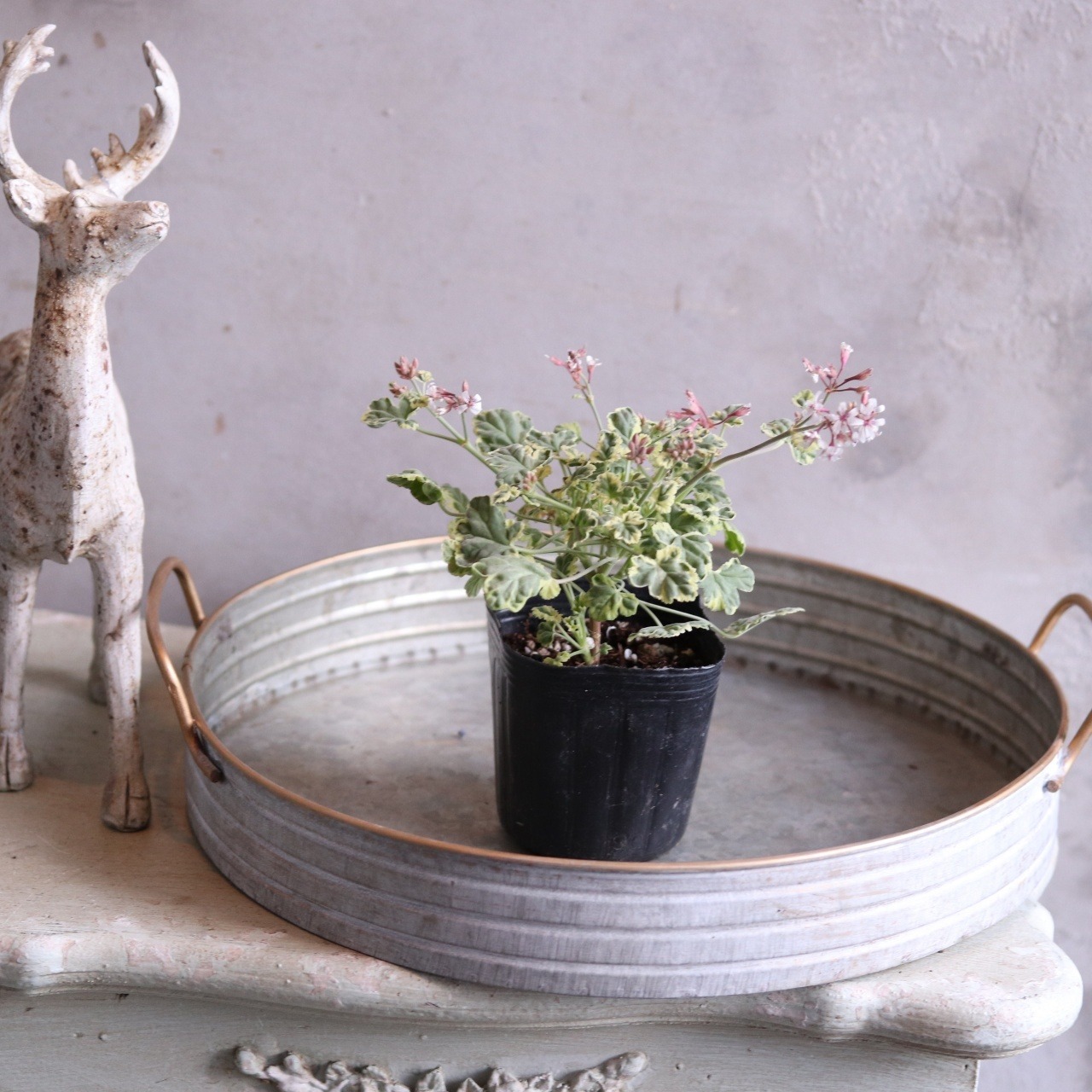 ナツメグゼラニューム　寄せ植えにオススメ　宿根草