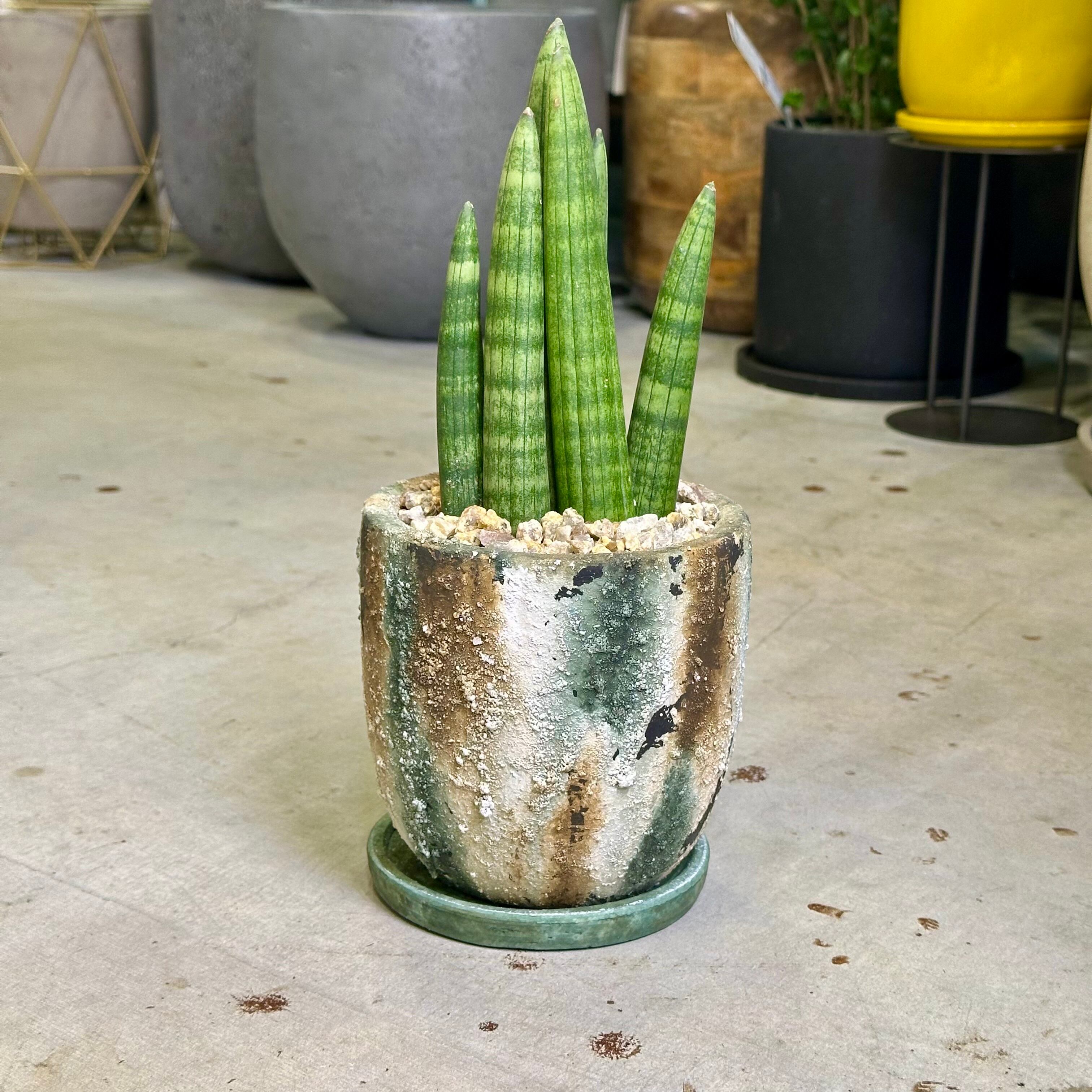 サンスベリア・スタッキー | barrelplants_BONSAI