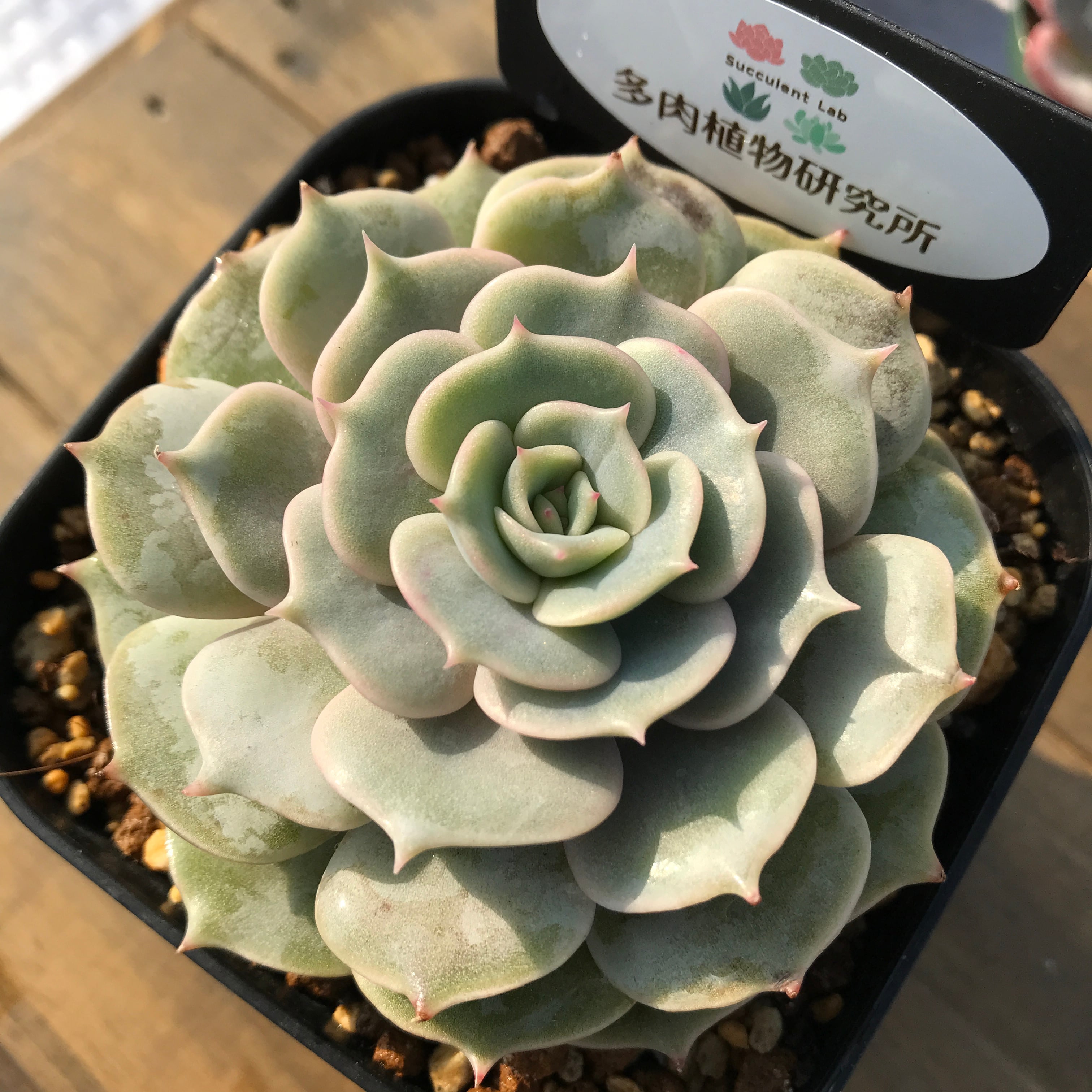 現物商品 ローラ Echeveria Lola 輸入苗 多肉植物研究所