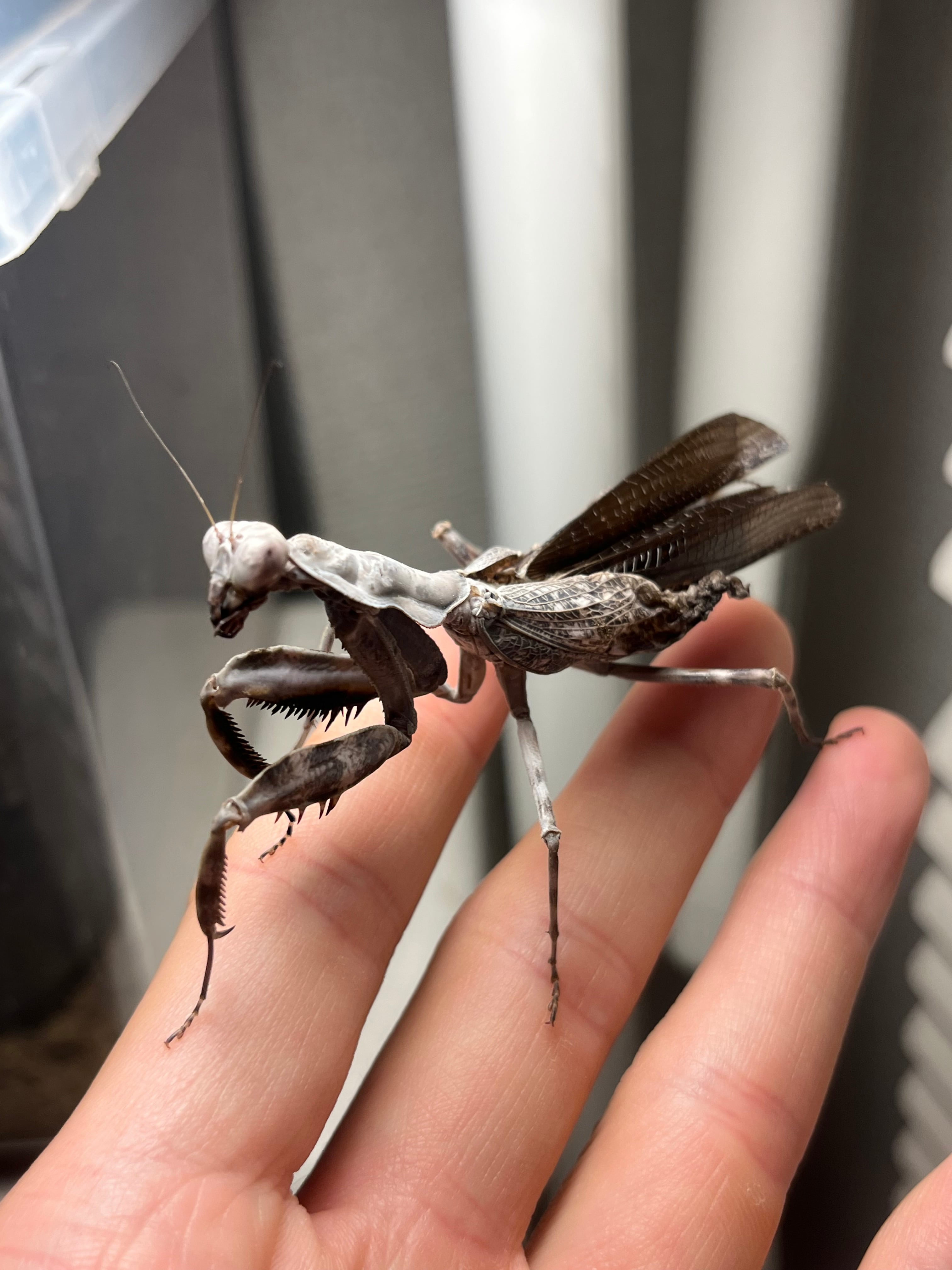 ♀成体】ダブルシールドマンティスB品 体長7cm程 Pnigomantis