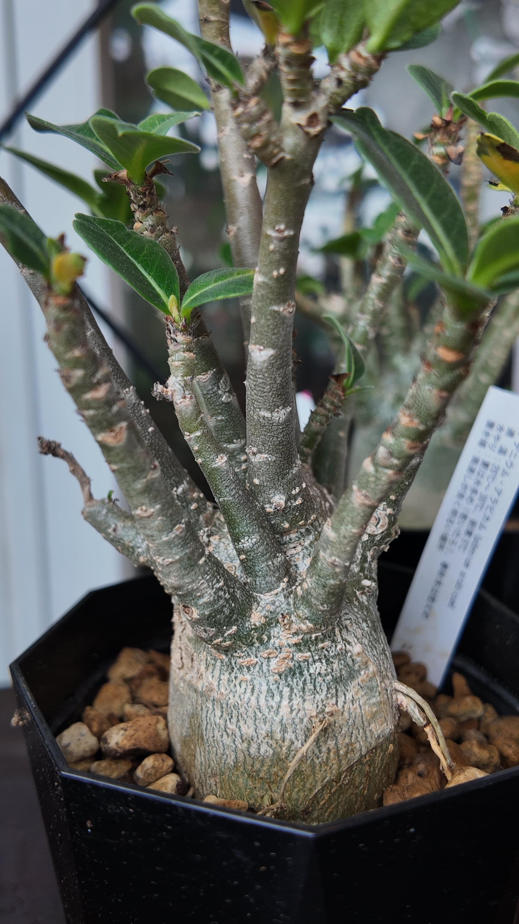 塊根植物：アデニウム オベスム | 宮田生花店