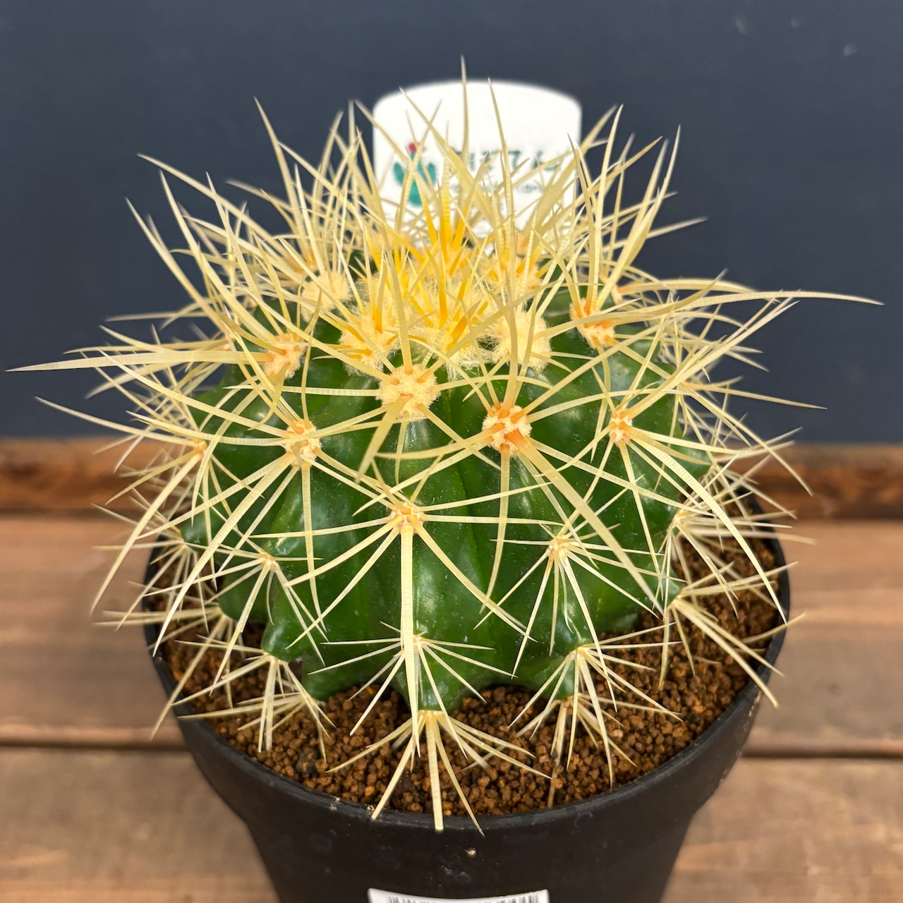 サボテン エキノカクタス 金鯱【232】