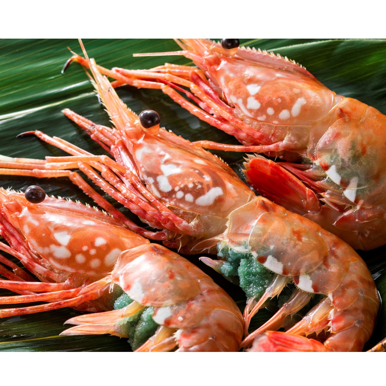 北海道産ボタンエビ(メス)500g