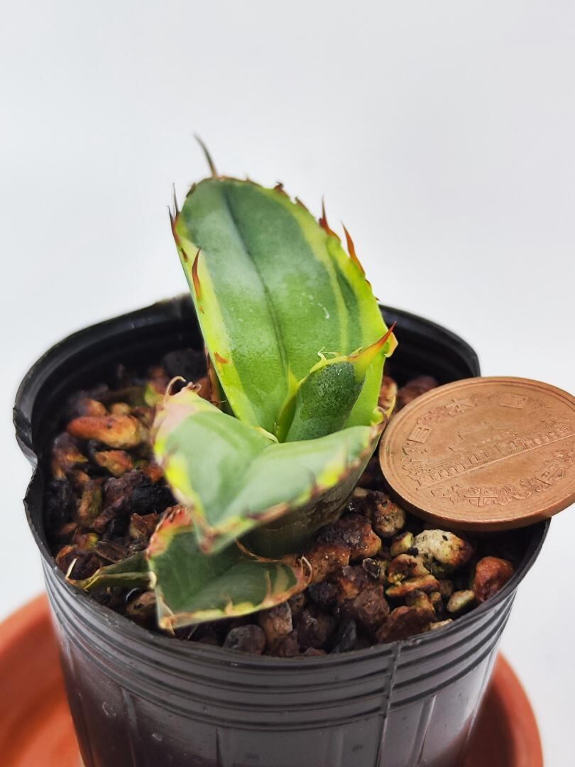 多肉植物アガベ ブルーボール錦（黄覆輪）ブラックダイヤモンド