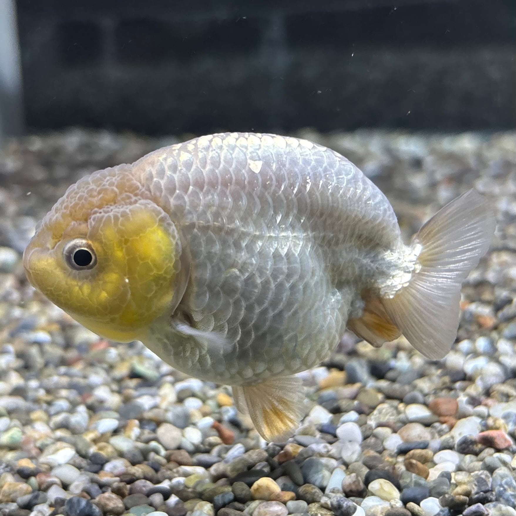 【114】金魚のピアス／ランチュウ／オーバル 114】金魚のピアス／ランチュウ／オーバル