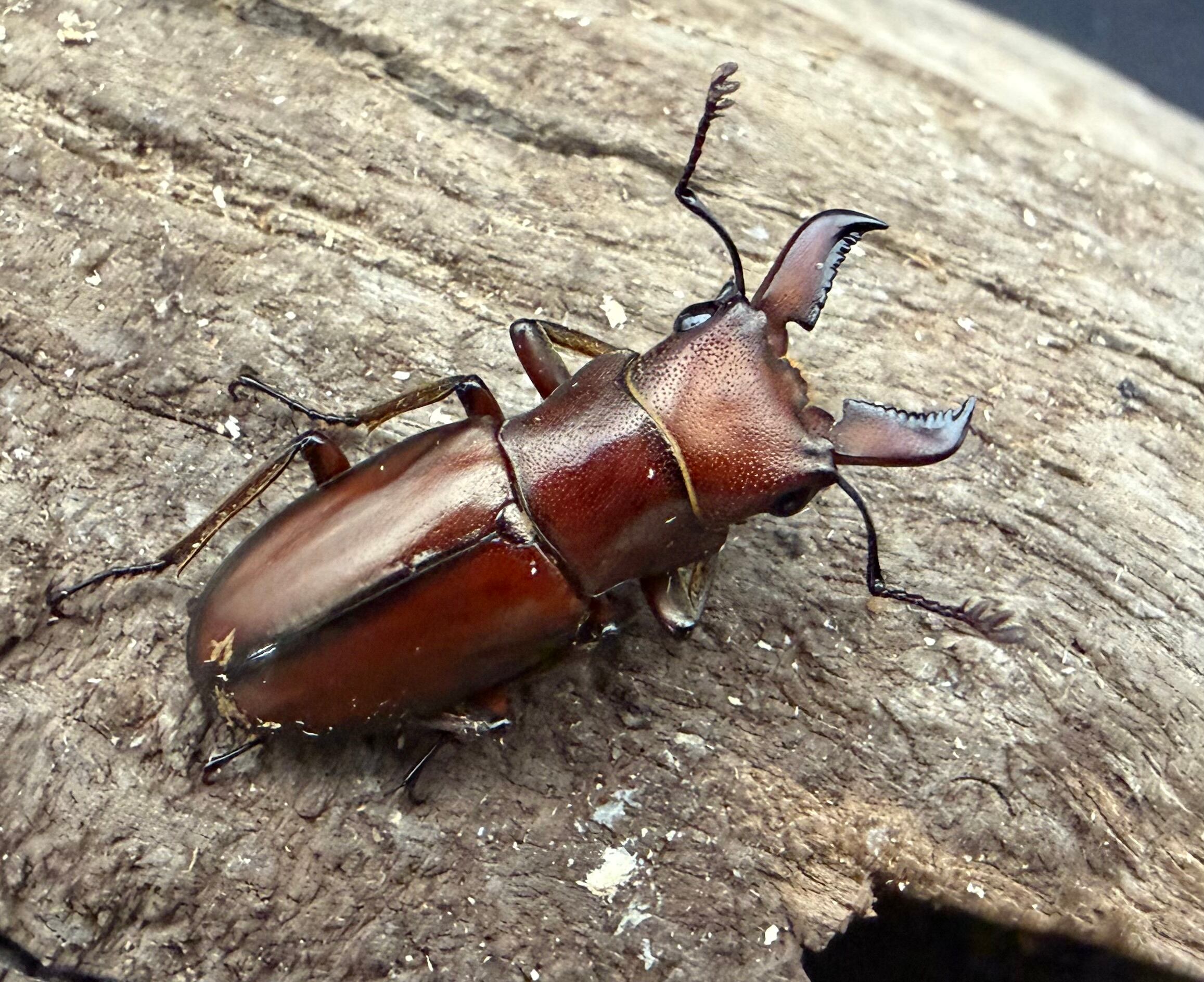 ハスクチップ 10L | KPW公式オンラインショップ