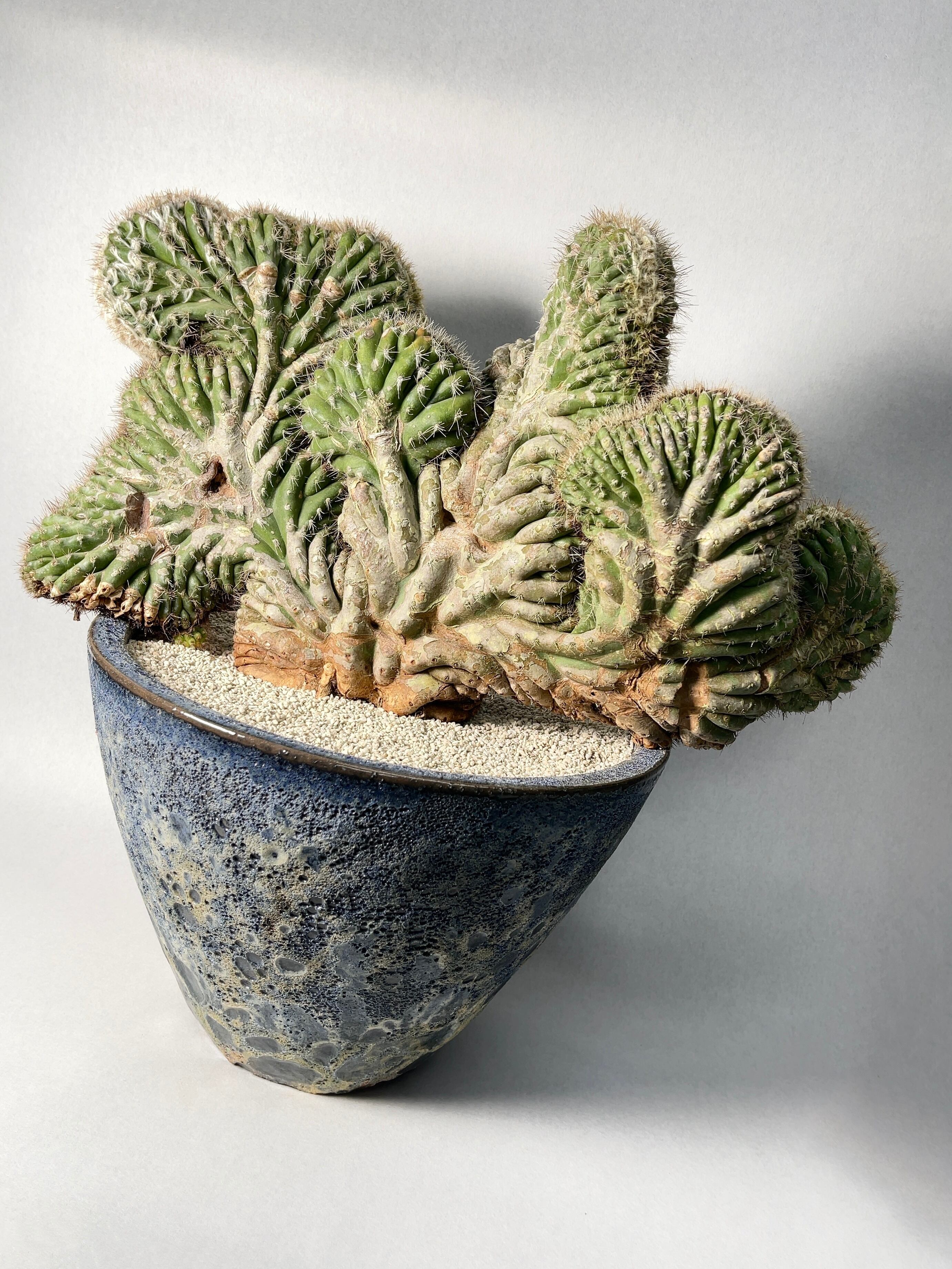 セレウス・ヤマカル柱綴化 | trigger