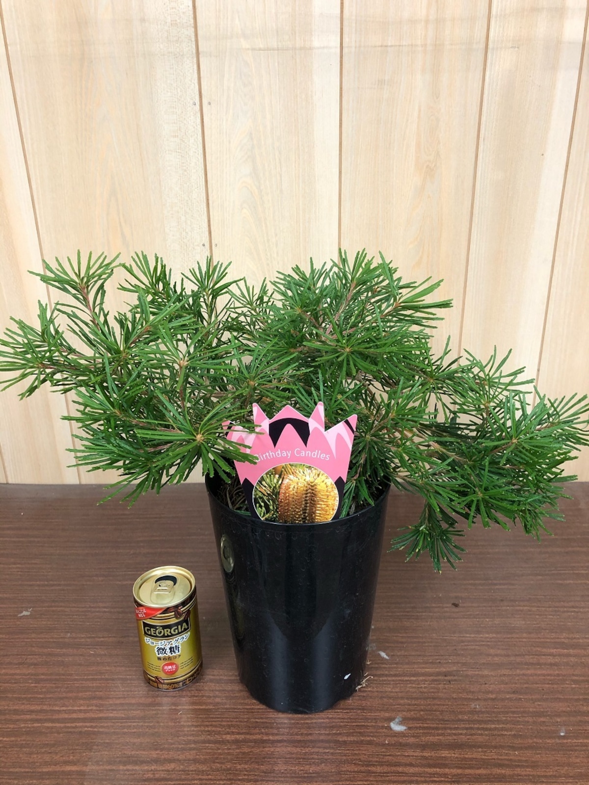 バンクシア バースデーキャンドル | 日本ライン花木センター