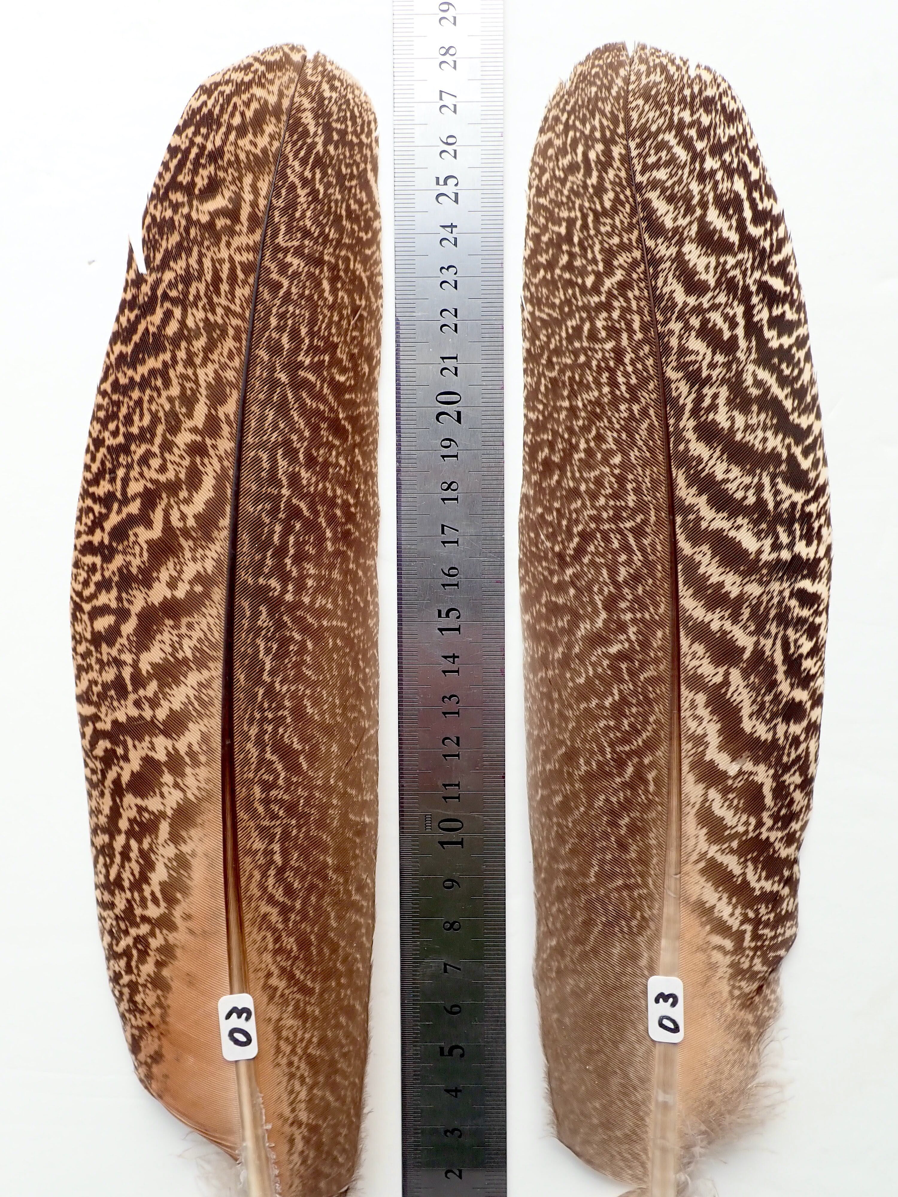 Peacock | Anglefield Fly Supplies