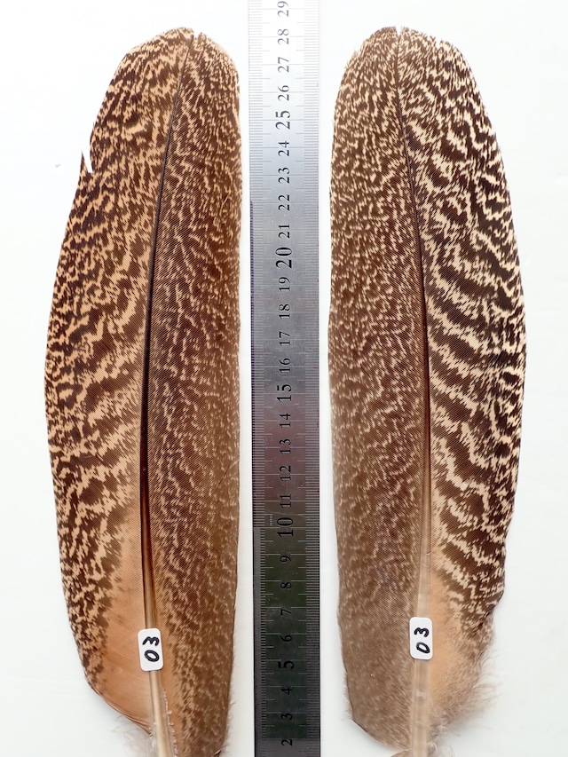 AFSセレクト PEACOCK SPECKLED QUILLS  XL サイズ( pair )