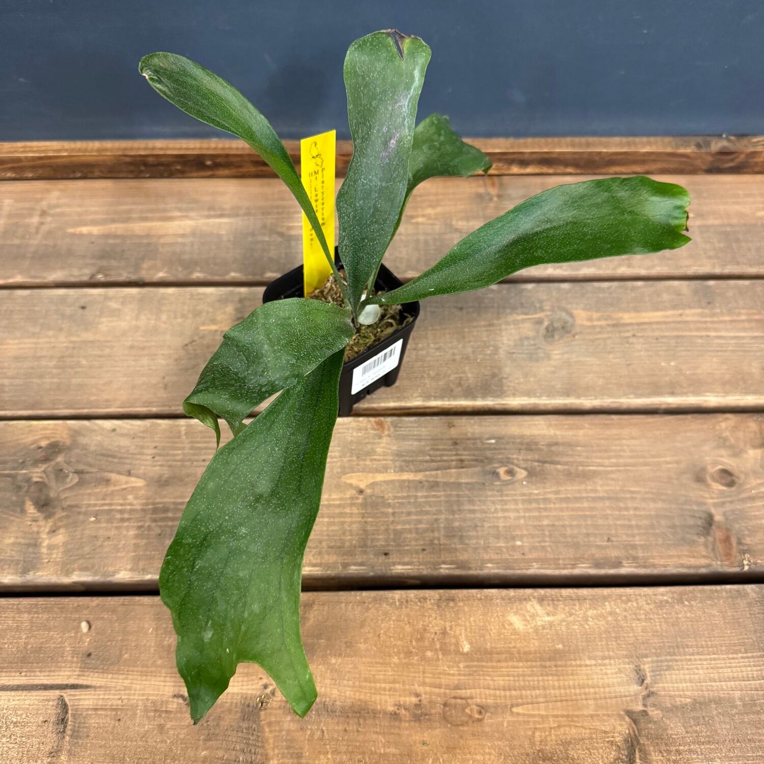 ビカクシダ P.Mt.Lewis Narrow Leaf 超お得です！ P. 'Mt.Lewis' (Pedro) ビカクシダ界のレジェンド ペドロ氏由来のMt