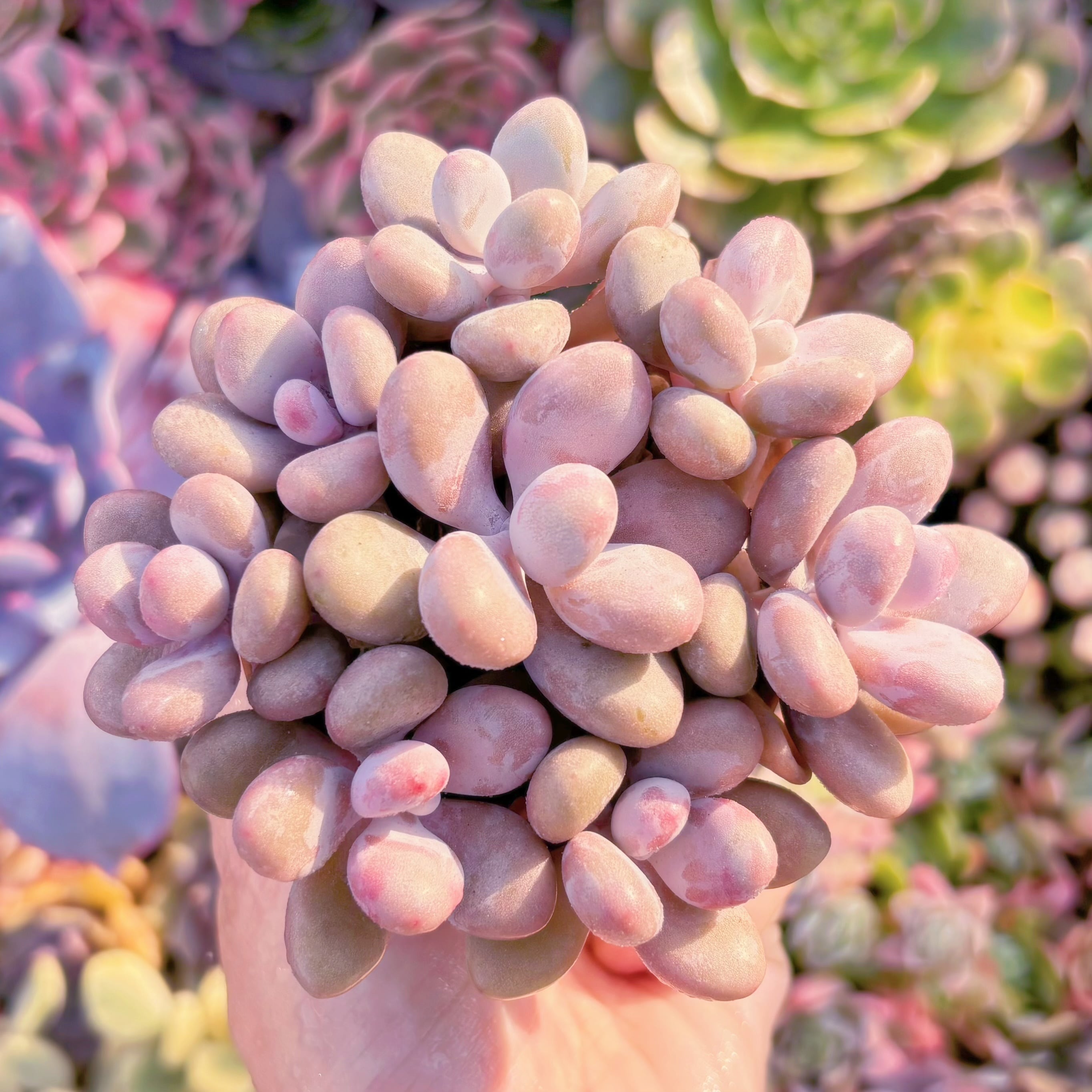 多肉植物　膵臓のたまご(8頭)　新入荷　るる農園