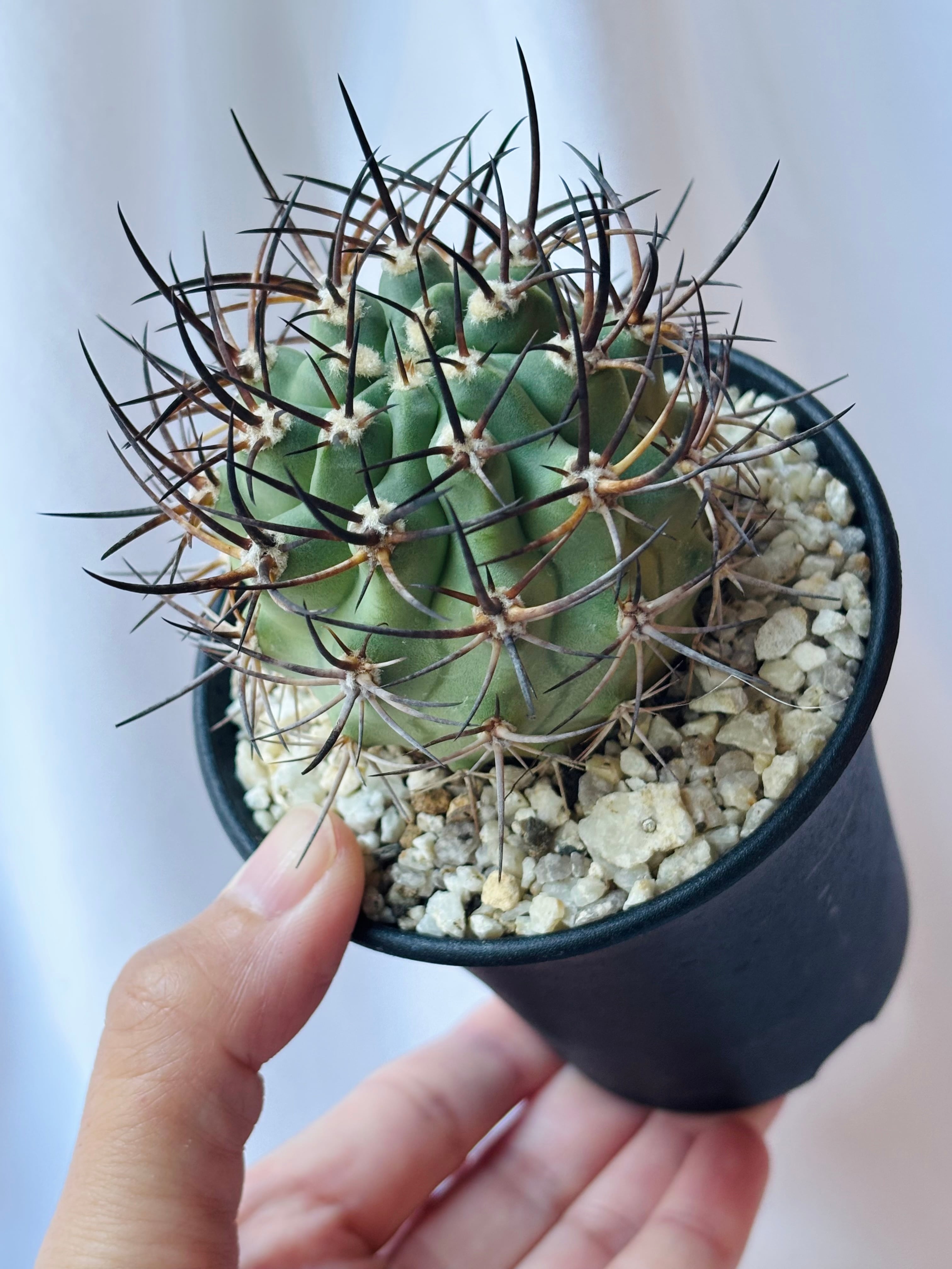 Eriosyce ihotzkyanae エリオシケ 五百津玉 サボテン | plants MARU
