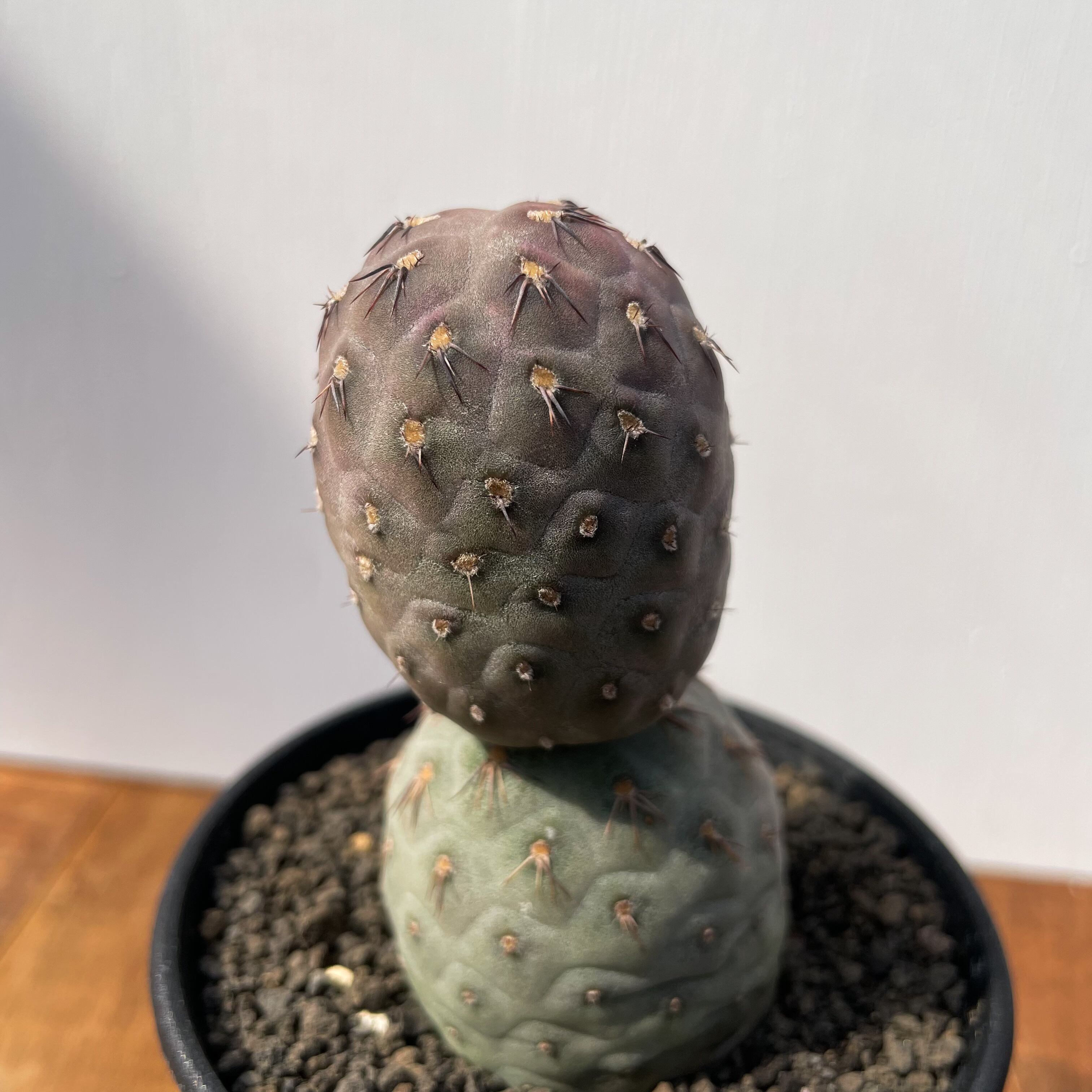 テフロカクタス　ゲオメトリクス テフロカクタス・ゲオメトリクス | trigger