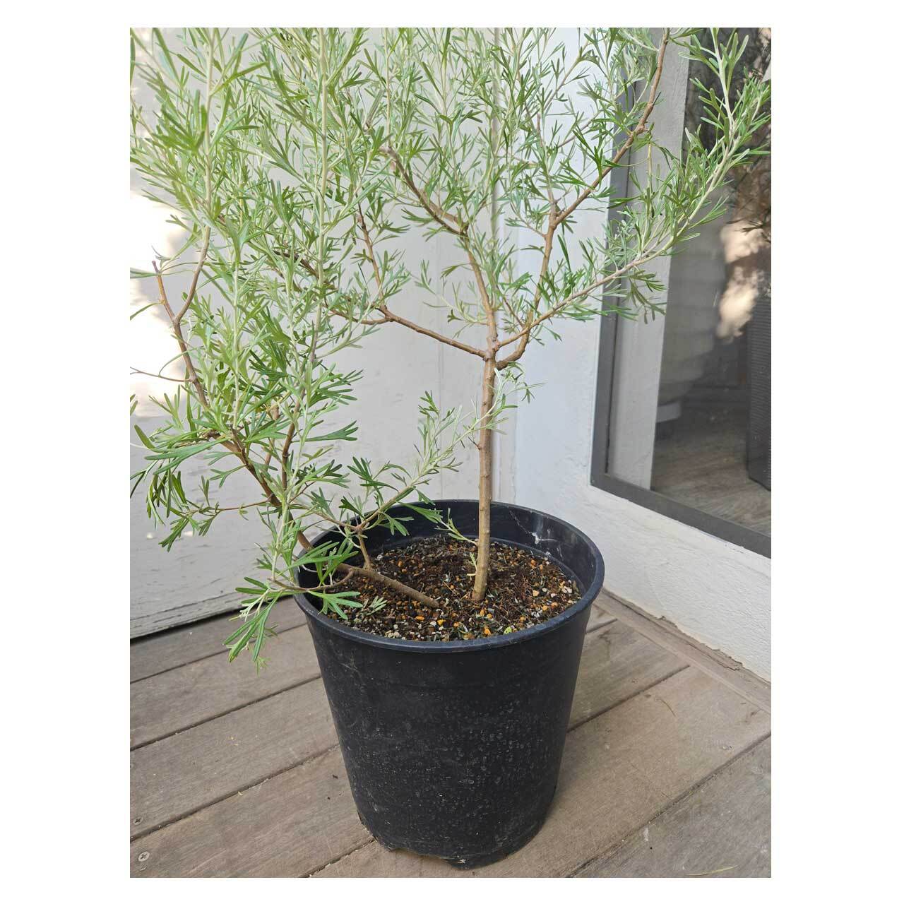 Grevillea 'Lemon Supreme' | Seeding