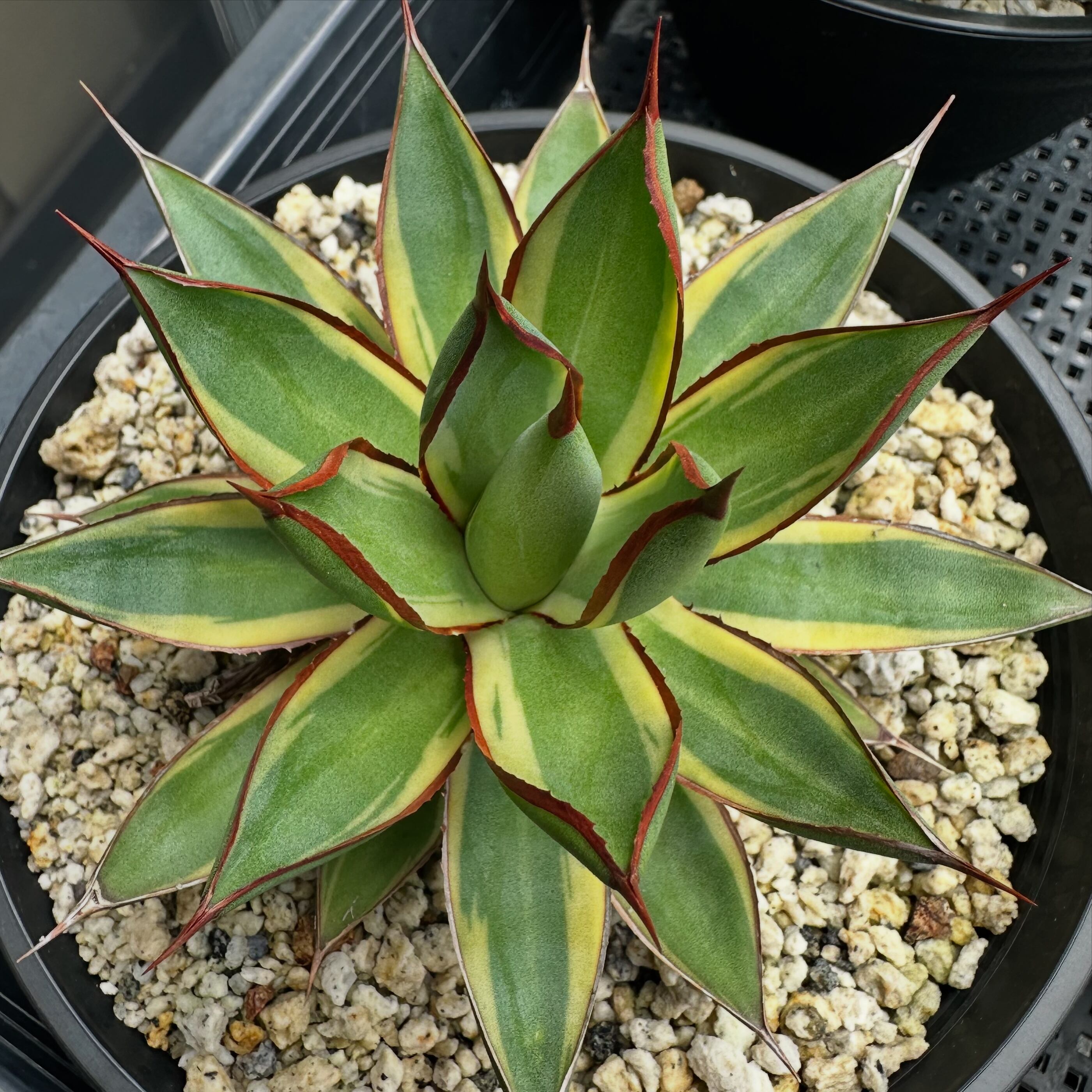 アガベ チタノタ ビッグスパイン | THE CORE