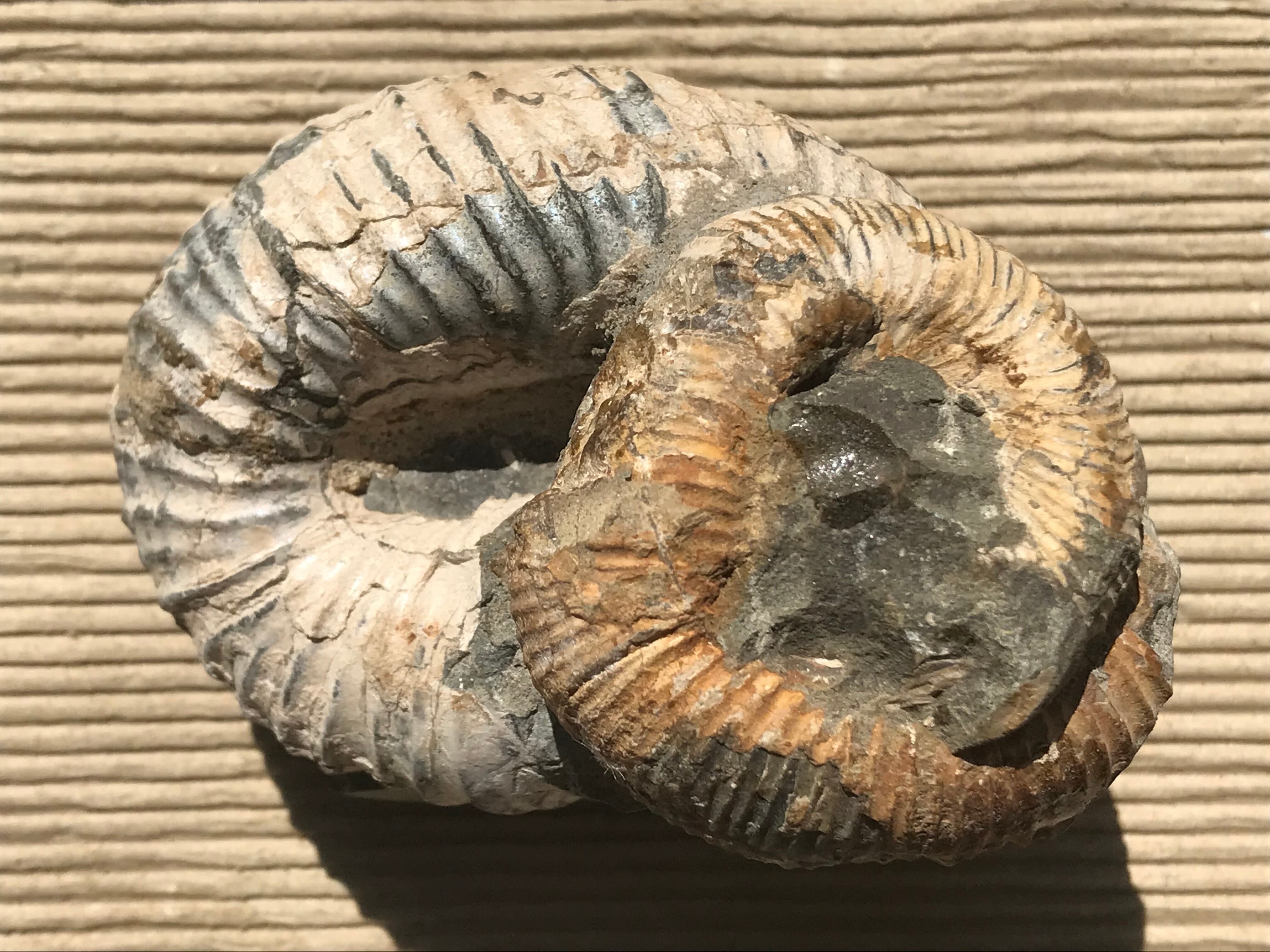 【限定出品】マダガスカル産　異常巻きアンモナイト化石（ノストセラス）　稀少 マダガスカル産 異常巻きアンモナイト化石（ノストセラス）母岩付き