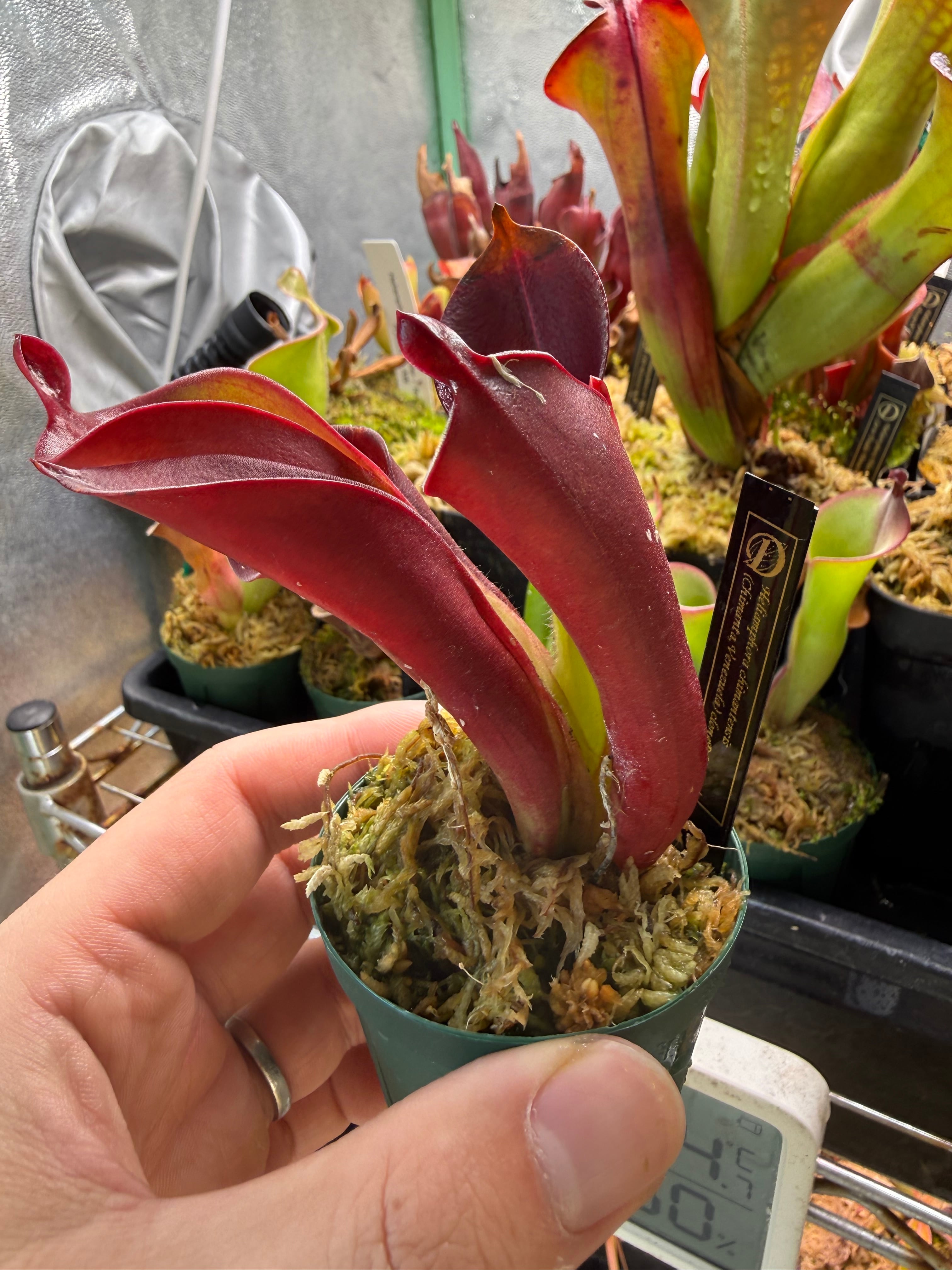 セファロタス seedling of Hummer’s Giant BCP 2芽 Cephalotus folicularis seedling of Hummer's Giant 06 BCP