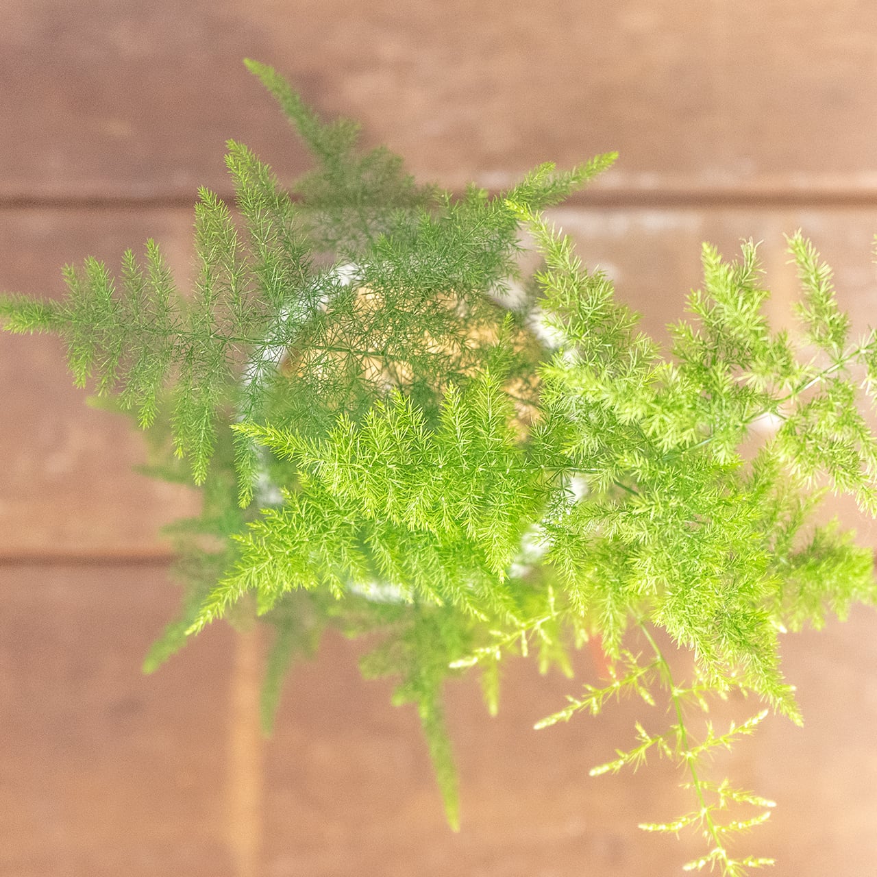 繊細なレースのような造形が際立つアスパラガス・プルモーサスナナス｜無骨な質感が植物を惹き立てる【手づくりモルタル鉢】の一点物／虫発生抑制【全国一律送料850円】