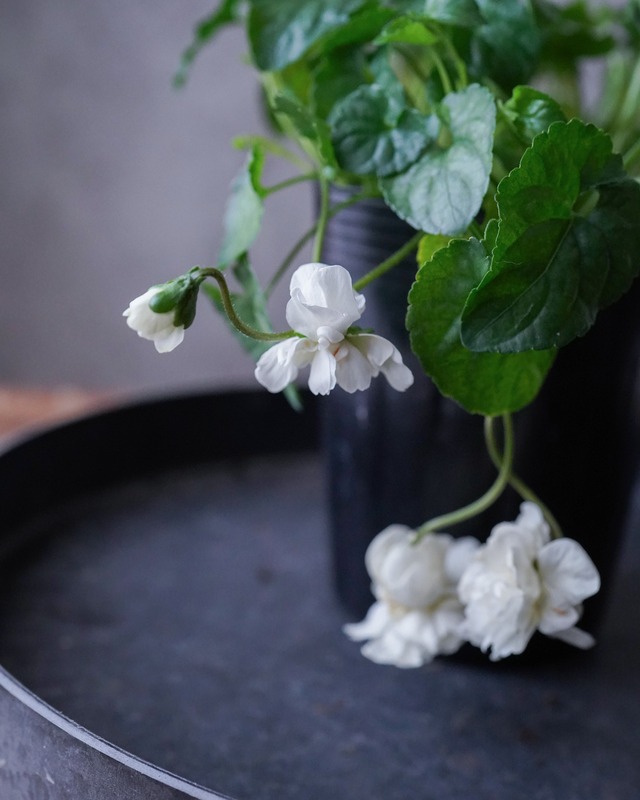 八重咲きスミレ　パルマ ハイブリッド 　3.5号