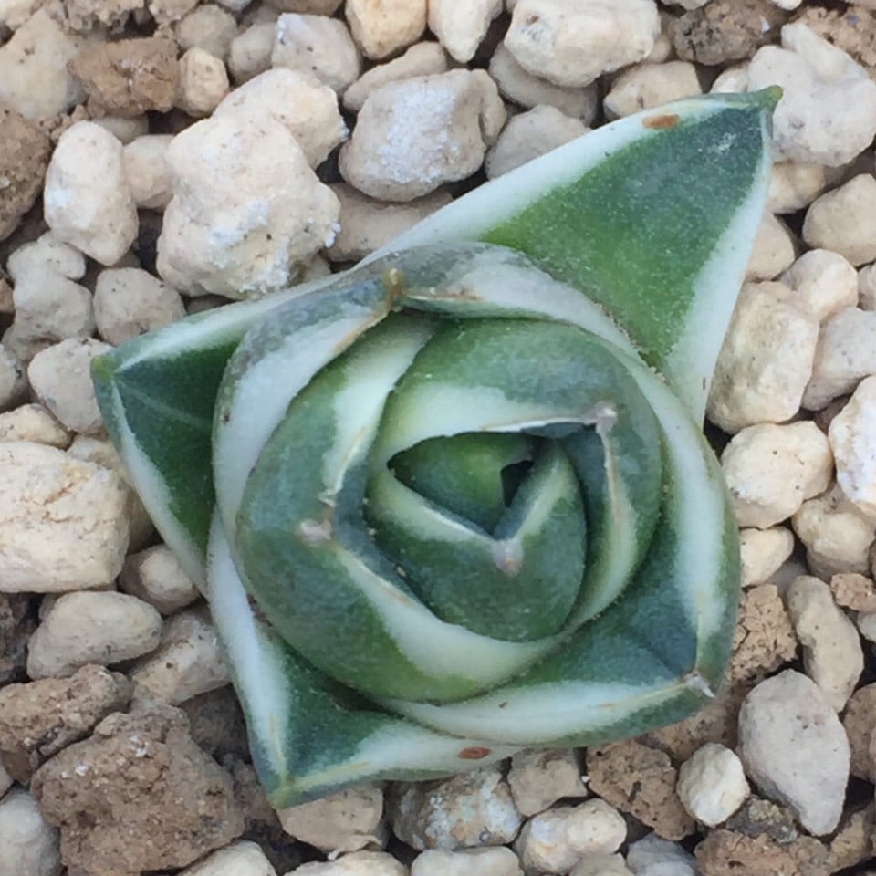 アガベ ピンキー | kojimaplants