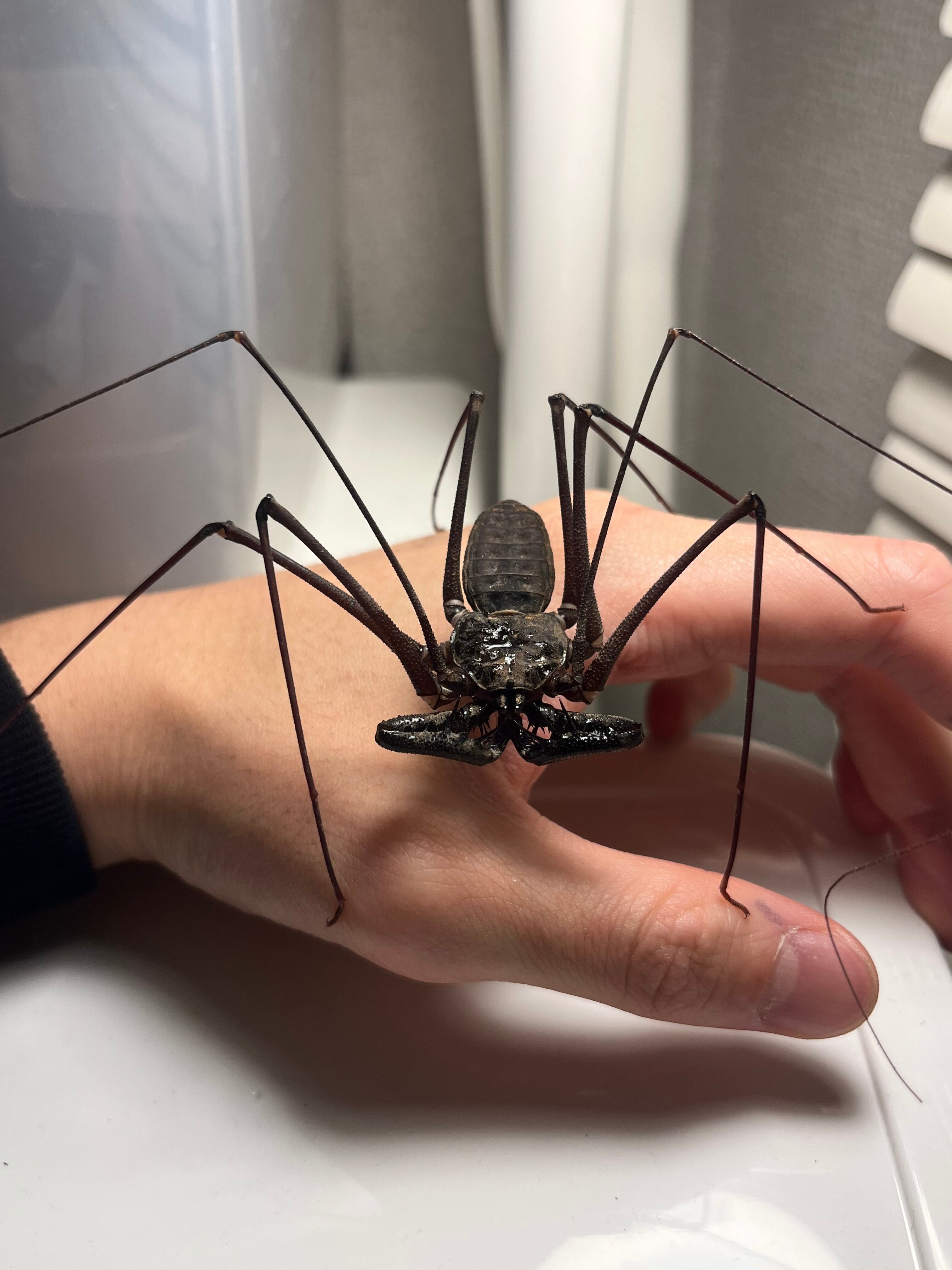 腕蟲希少種】Heterophrynus elephasウデムシ ヒヨケムシ 三大奇蟲