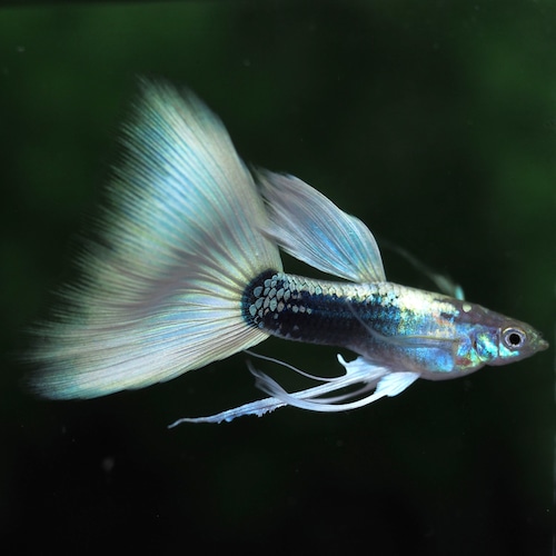 【セール】RREAヘテロドイツイエロータキシードリボン　1カルテット＋おまけ1カルテット