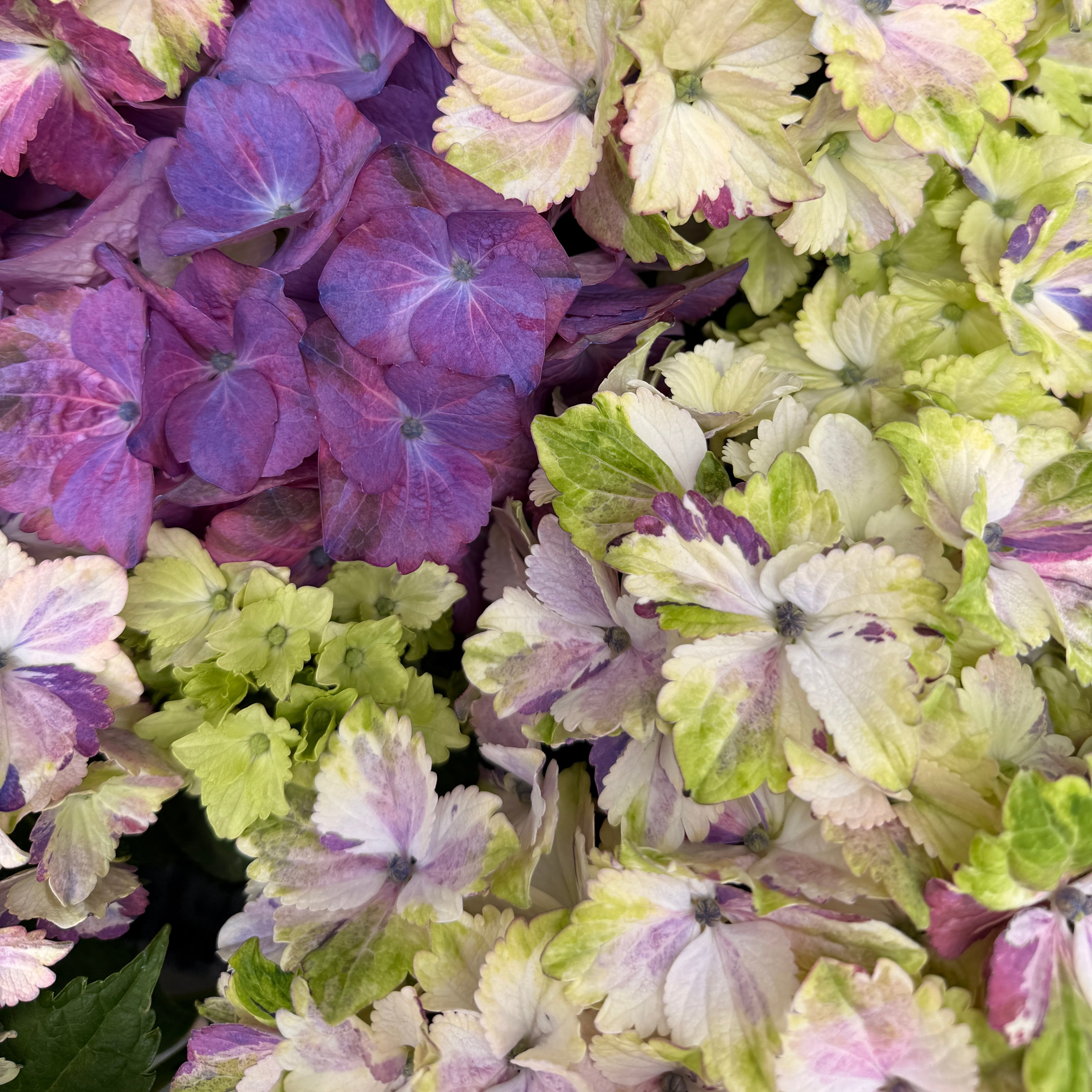 紫陽花　大きいサイズ　２種類セット　訳あり/来年用 新品種 紫陽花 ミルキーウェイ | breed83