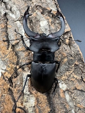 《アクベシアヌスミヤマ 84mm ペア》